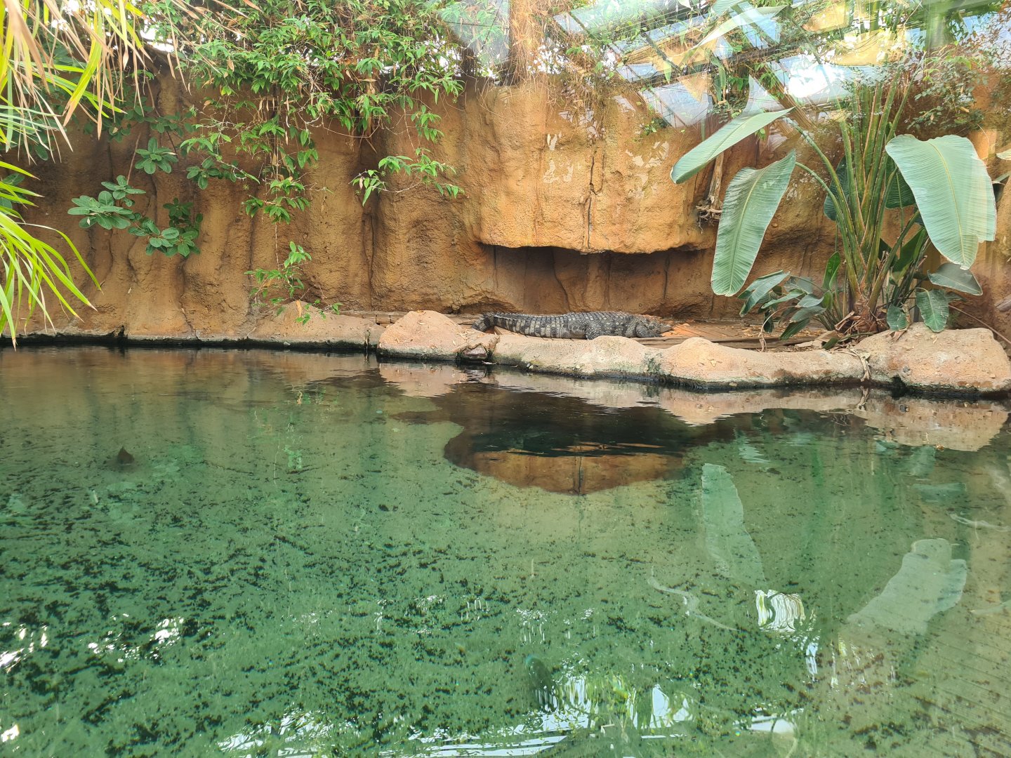 Africa - Nile crocodile enclosure in Crocodile river greenhouse