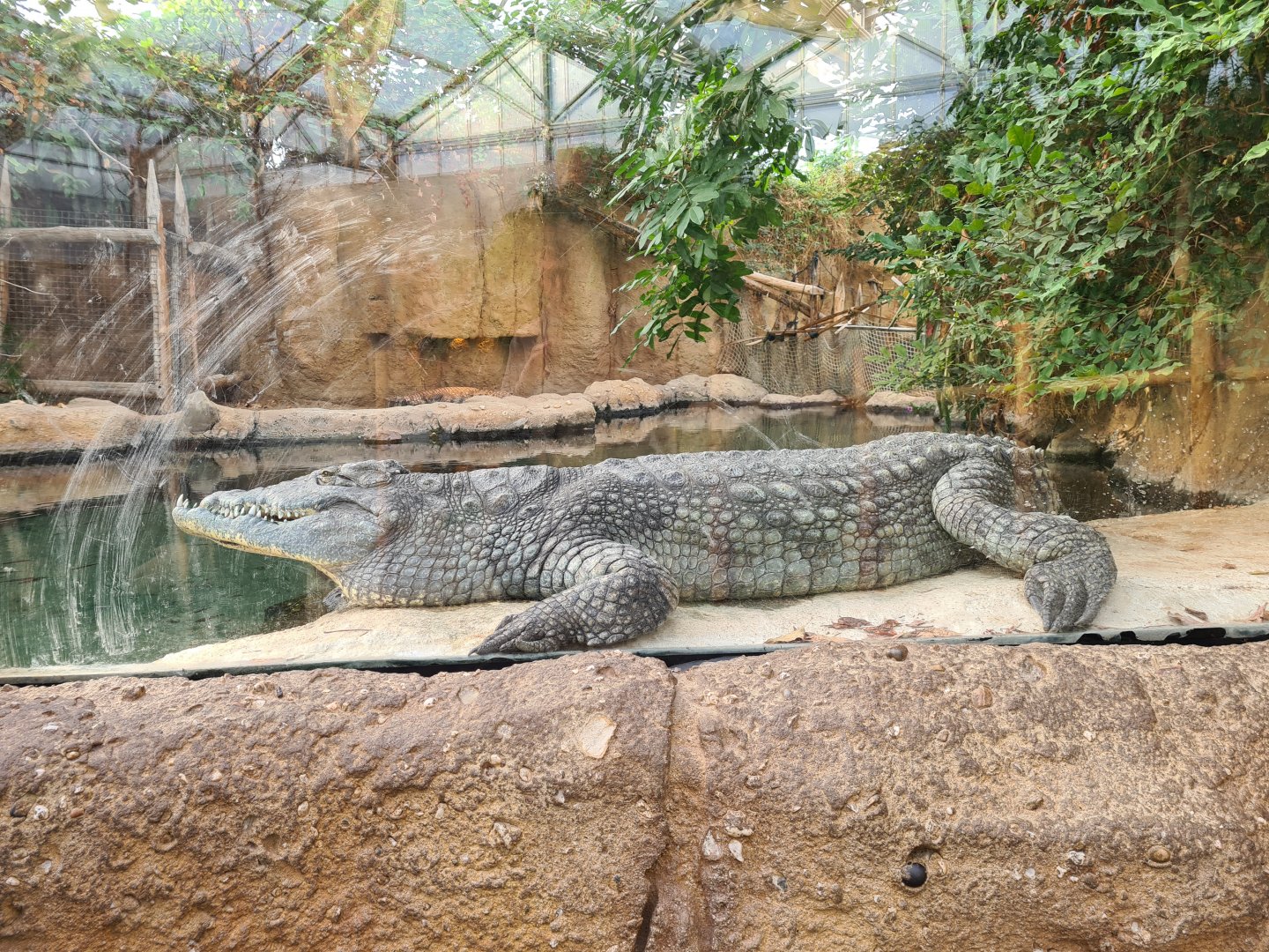 Africa - Nile crocodile in the Crocodile river greenhouse