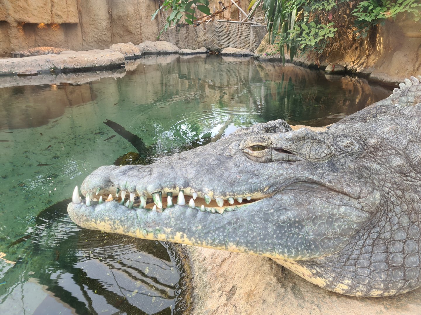 Africa - Nile crocodile in the Crocodile river greenhouse