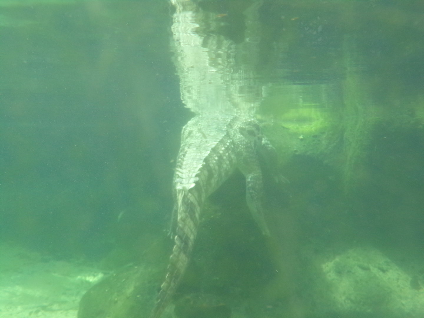 Africa- Nile crocodile underwater 13.7.23