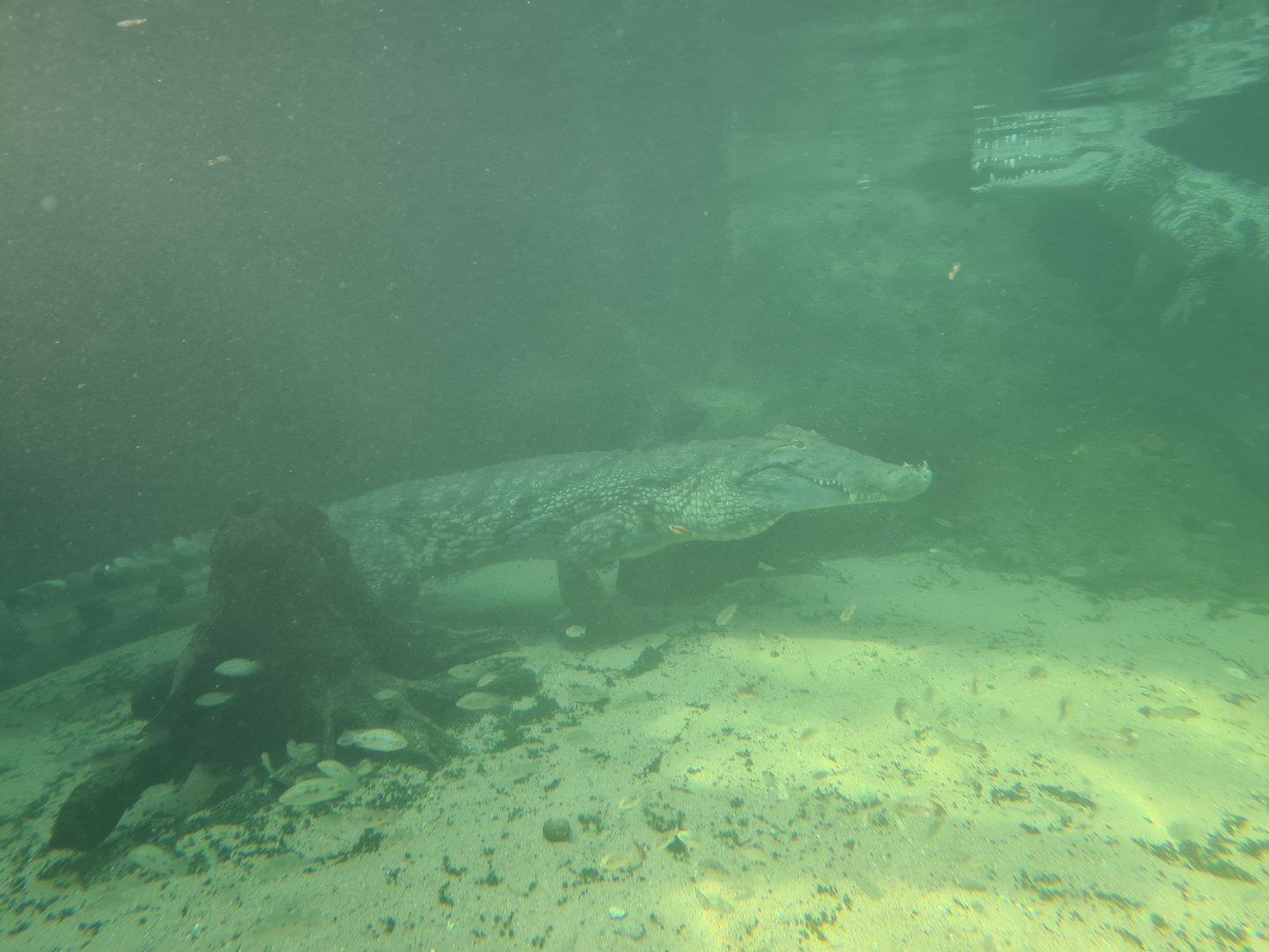Africa - Nile crocodile underwater