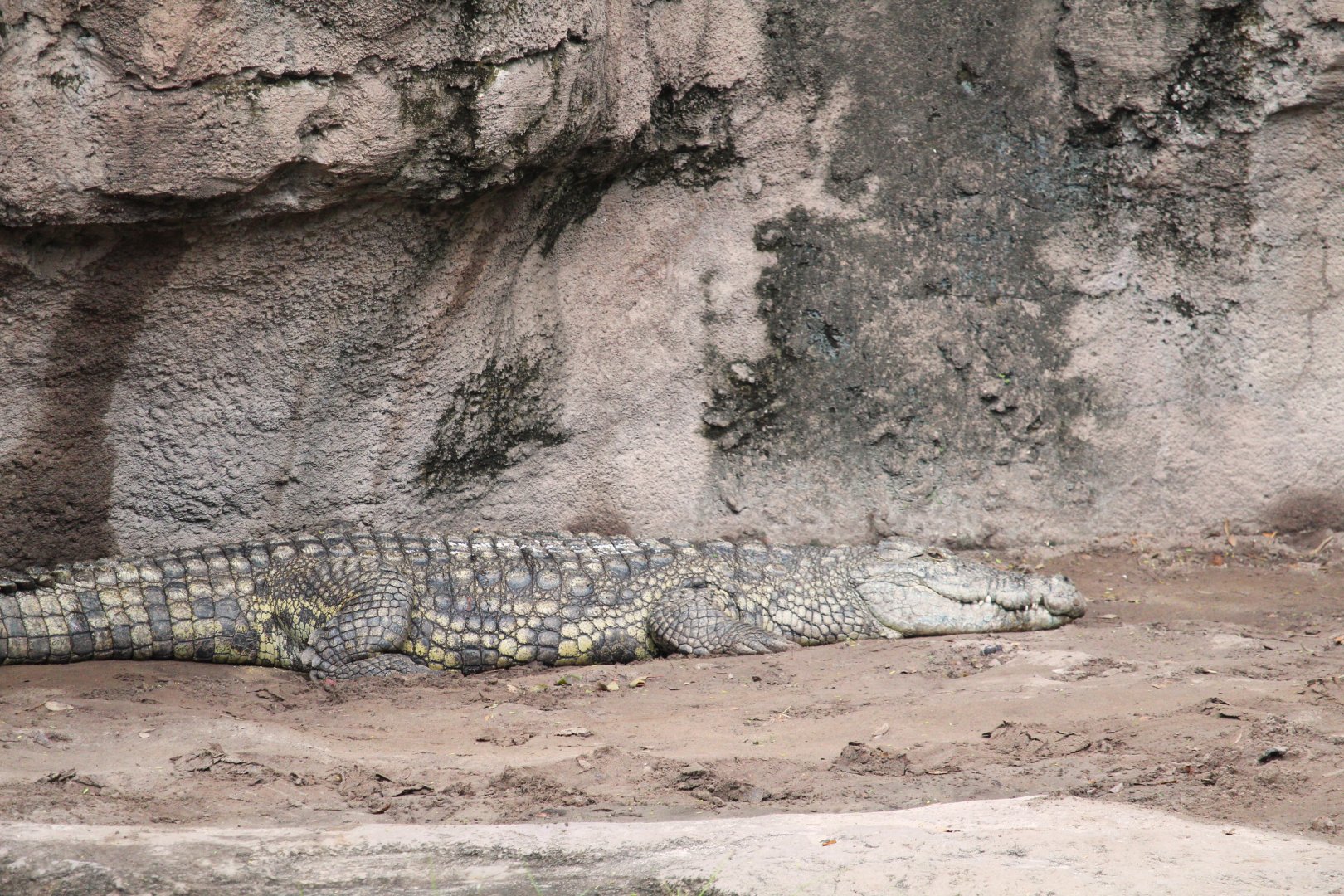 Africa - Nile Crocodile