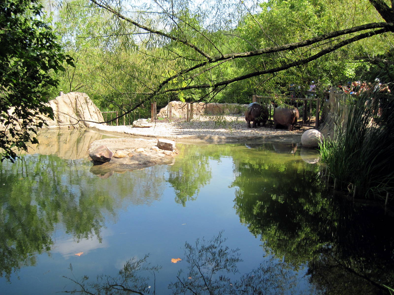 Africa-Nile Hippopotamus Exhibit