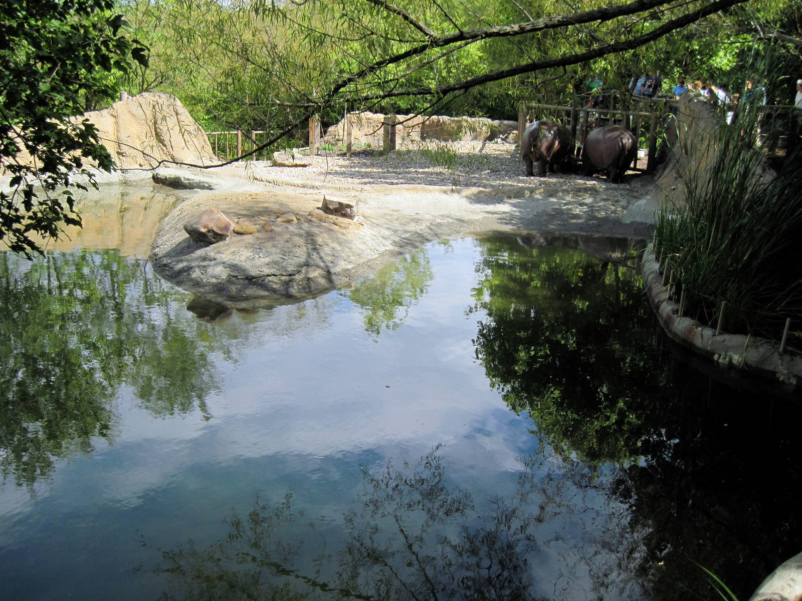 Africa-Nile Hippopotamus Exhibit