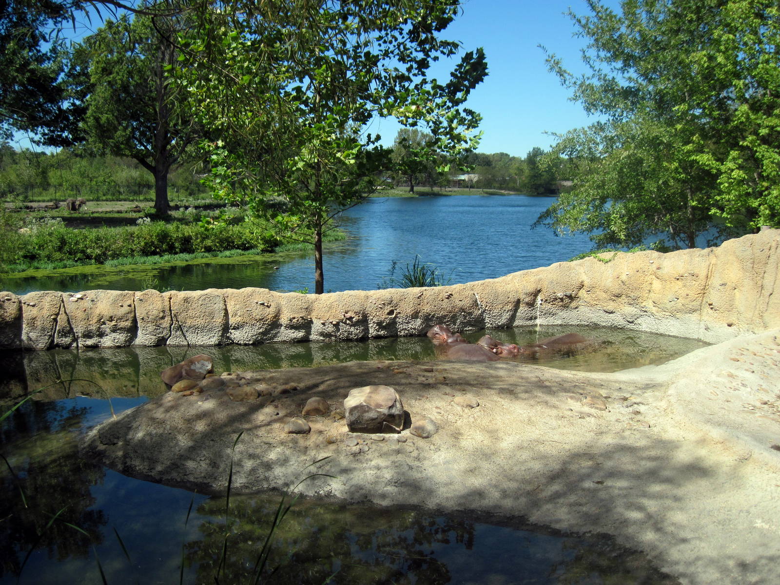 Africa-Nile Hippopotamus Exhibit