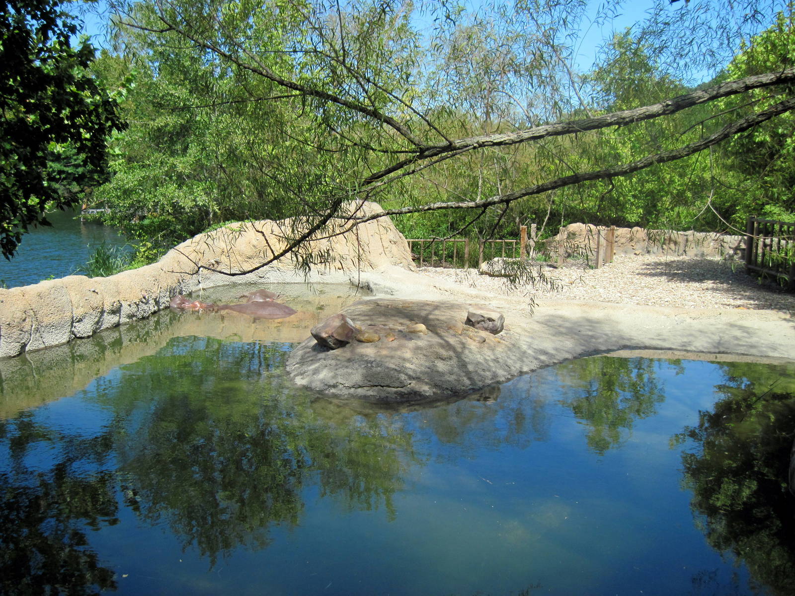 Africa-Nile Hippopotamus Exhibit