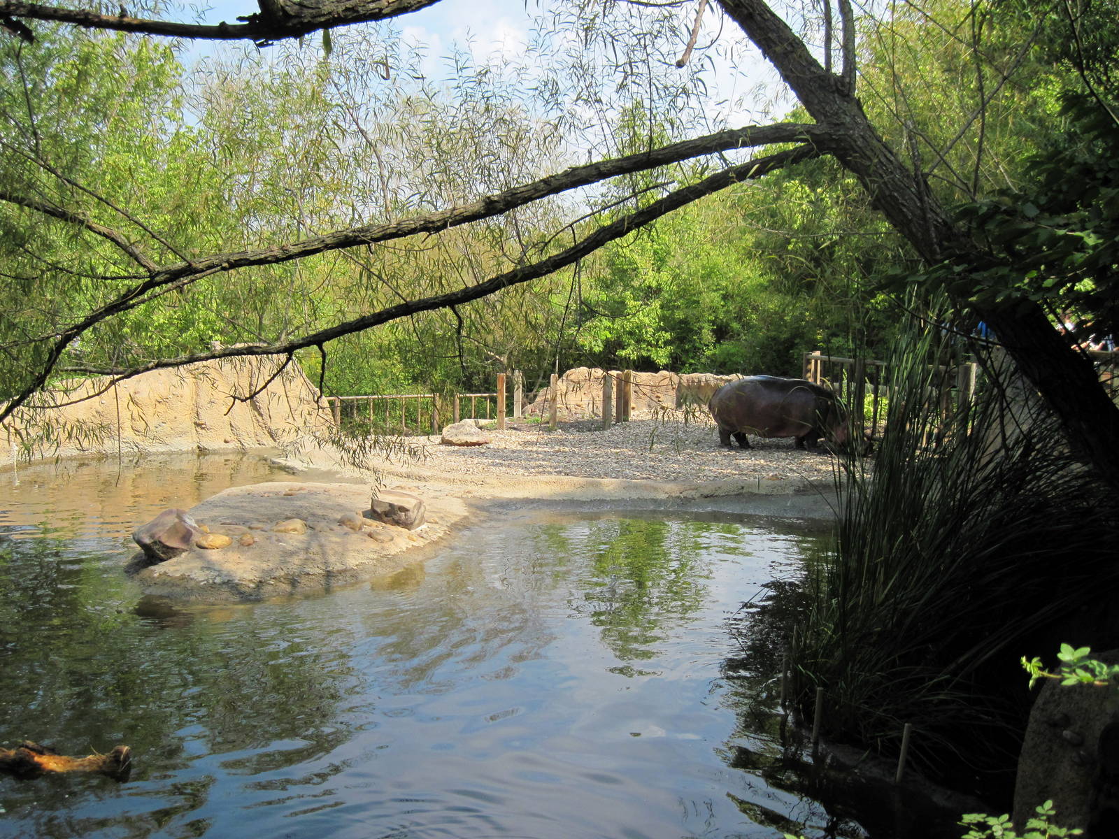Africa-Nile Hippopotamus Exhibit