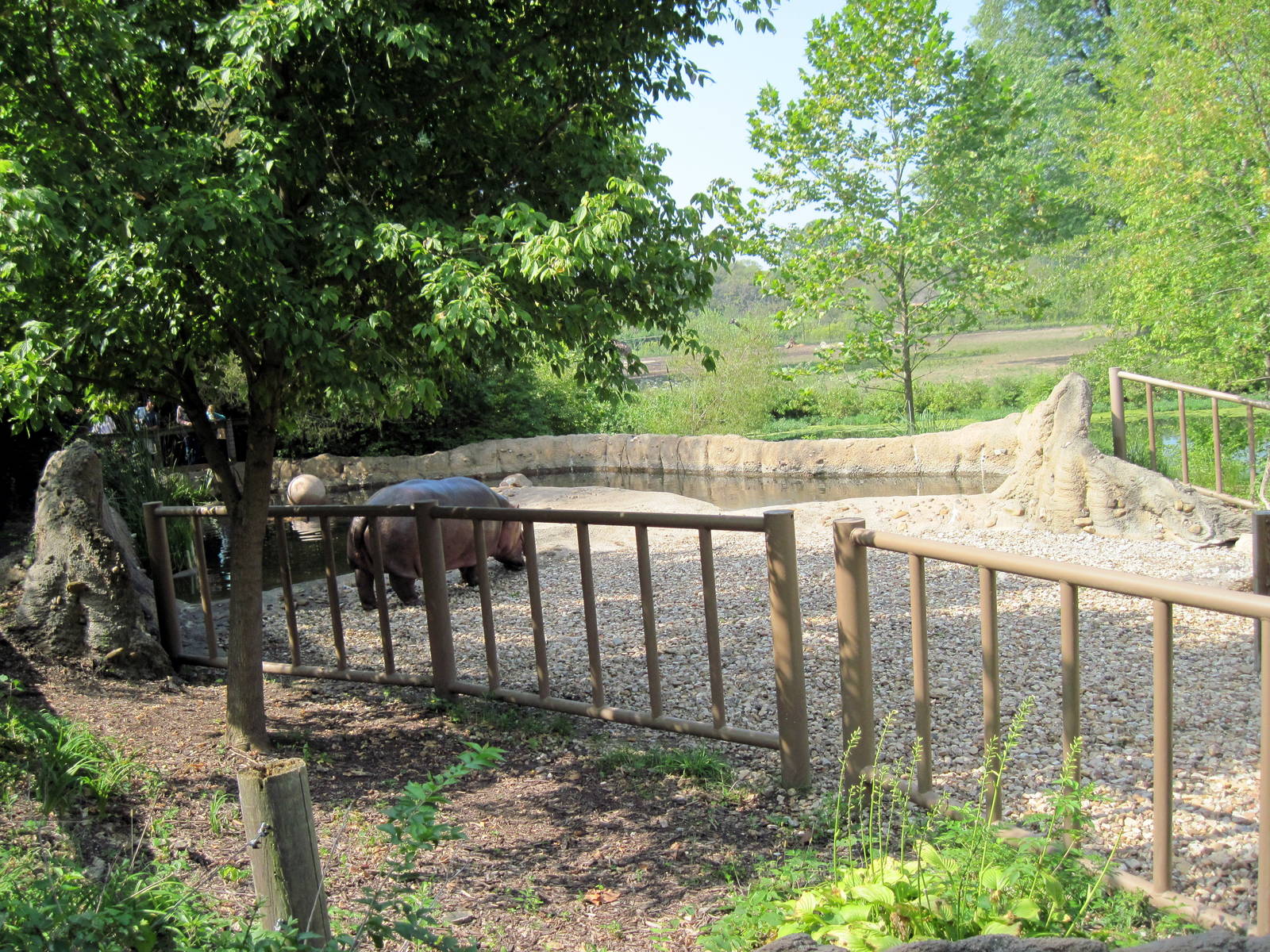 Africa-Nile Hippopotamus Exhibit