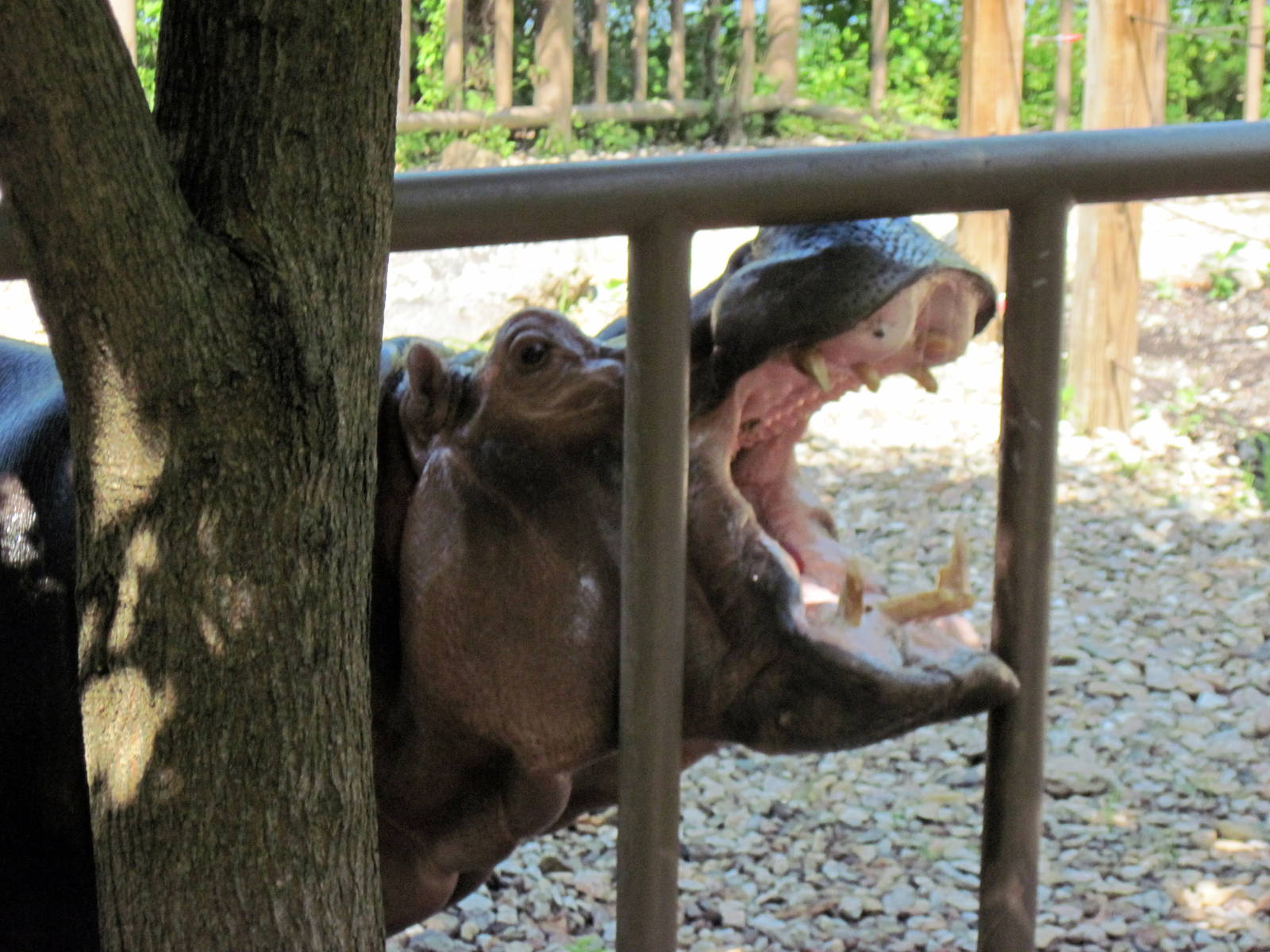 Africa-Nile Hippopotamus