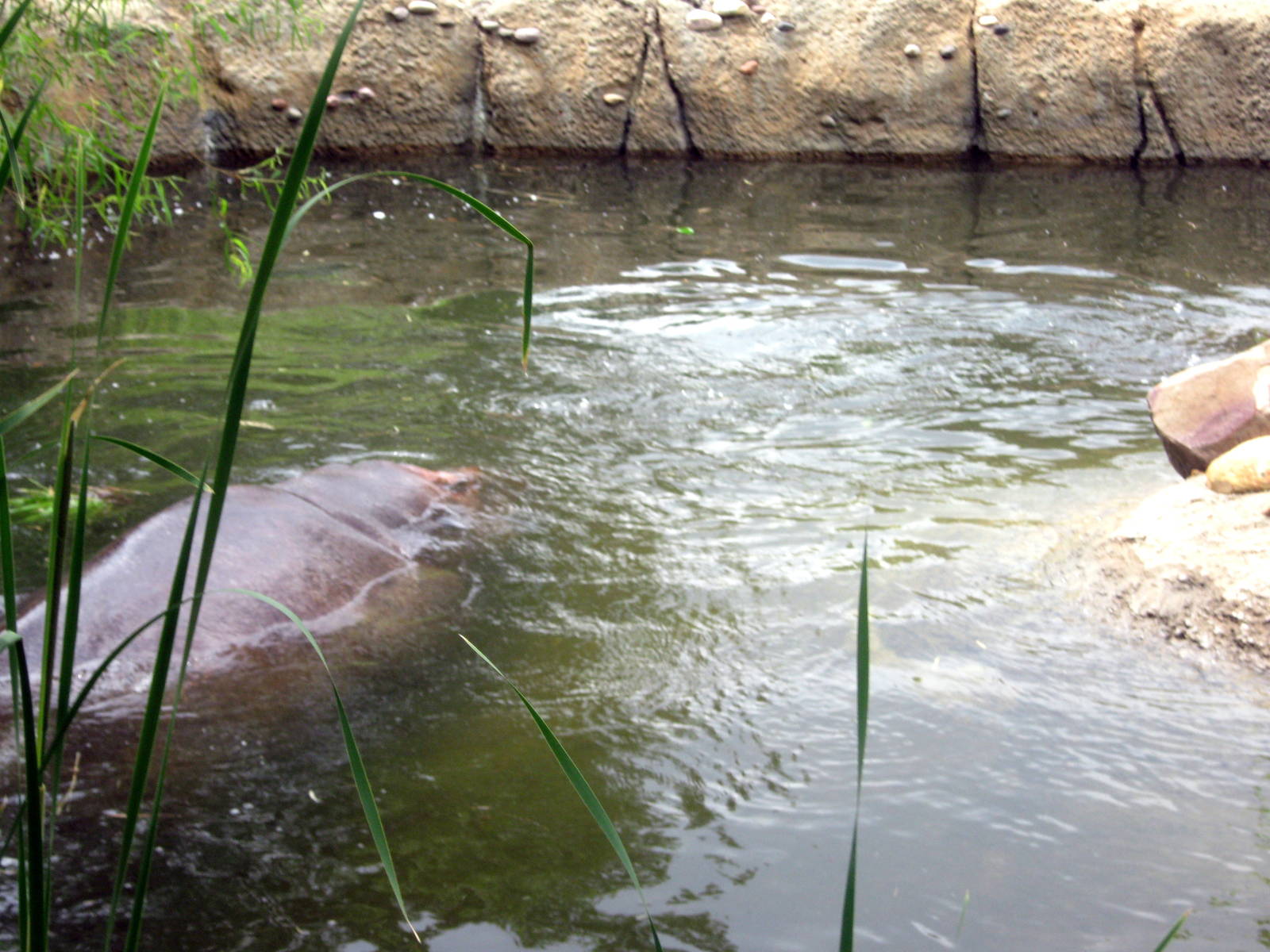 Africa-Nile Hippopotamus
