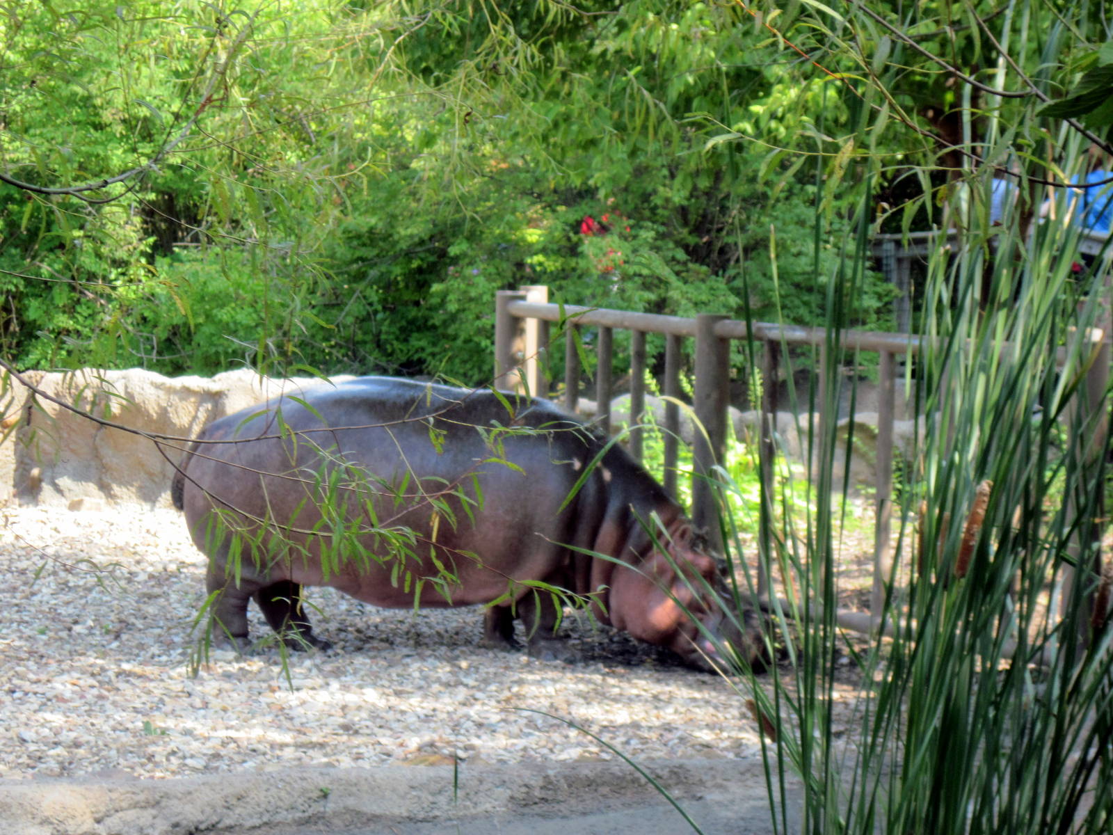 Africa-Nile Hippopotamus