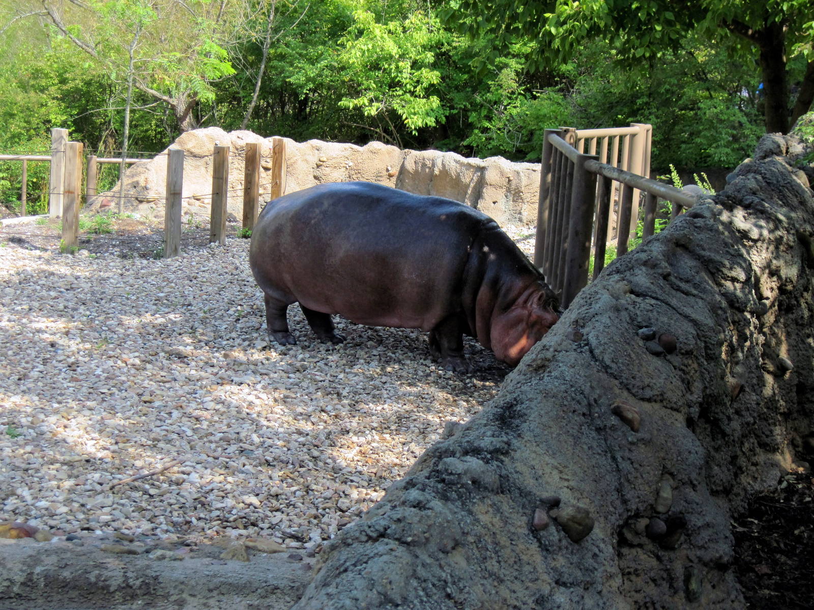 Africa-Nile Hippopotamus