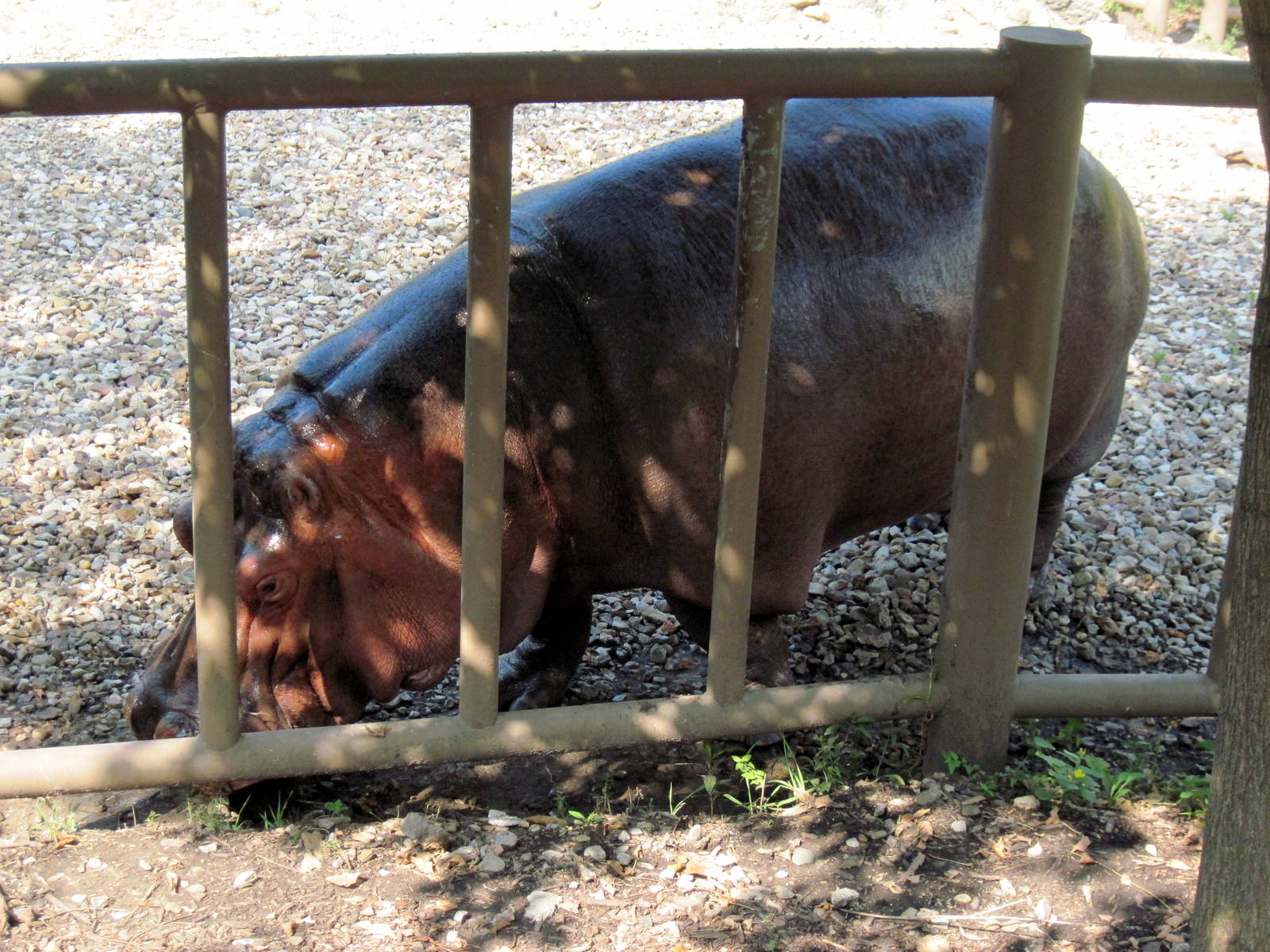 Africa-Nile Hippopotamus
