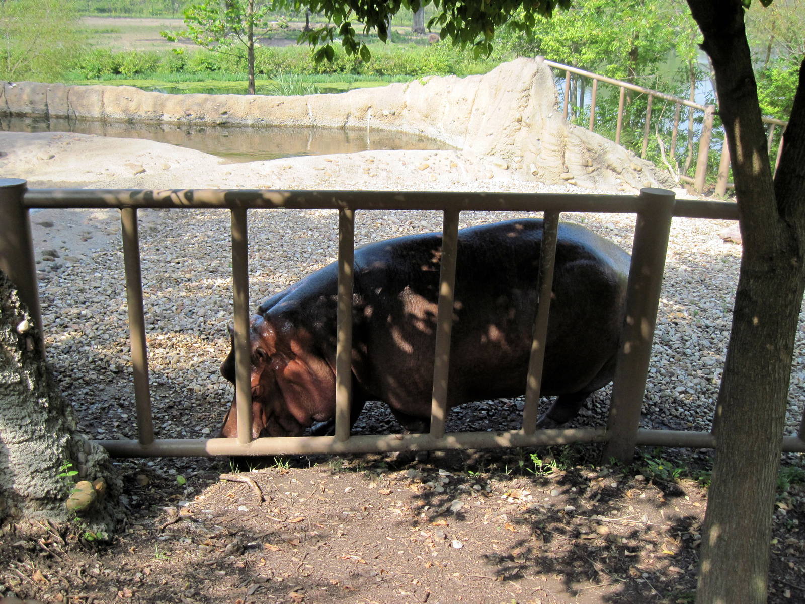 Africa-Nile Hippopotamus