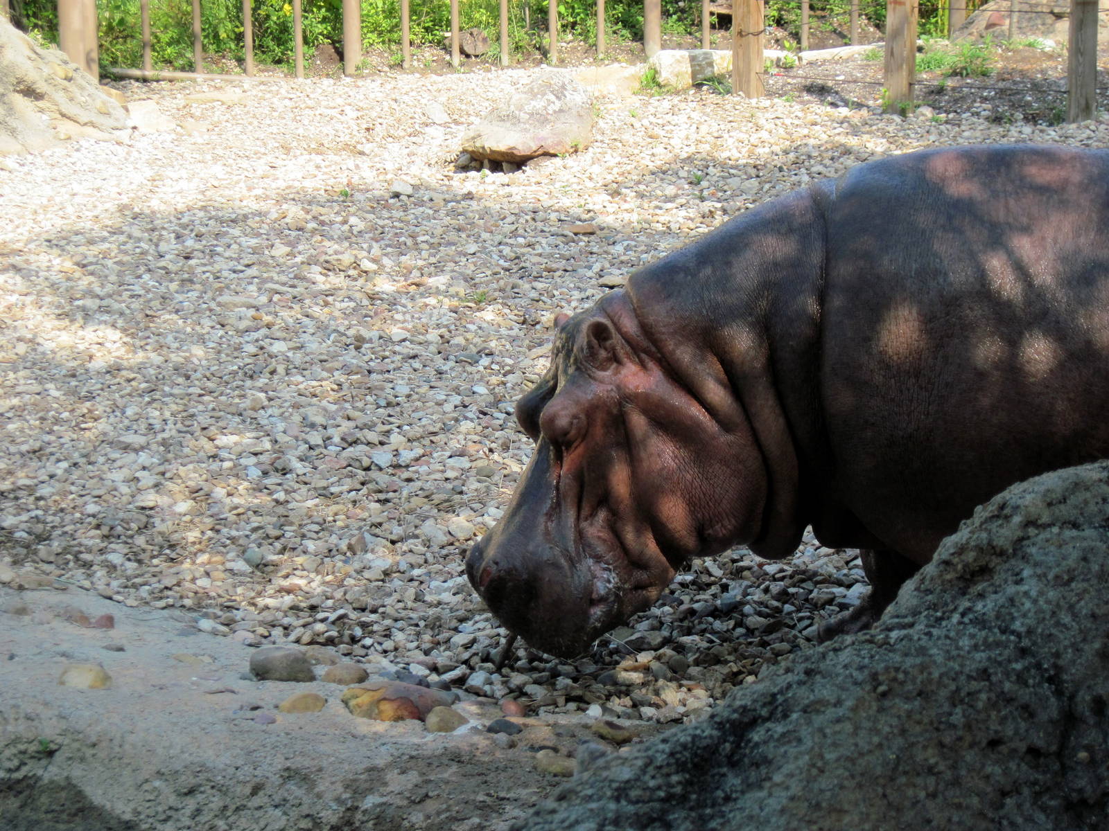 Africa-Nile Hippopotamus