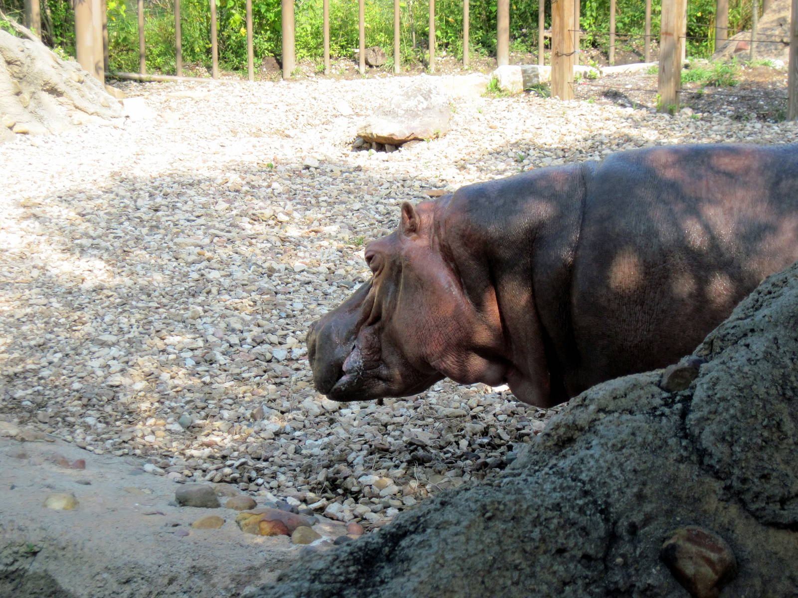 Africa-Nile Hippopotamus