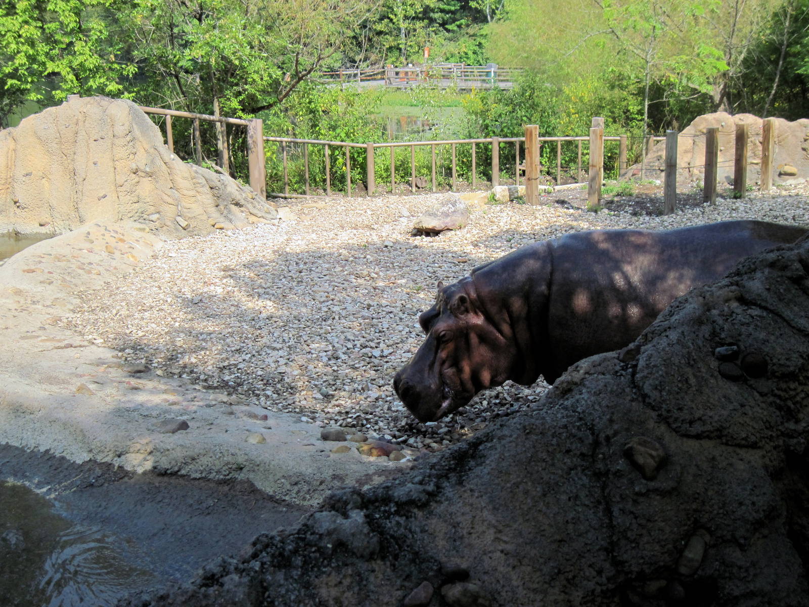 Africa-Nile Hippopotamus