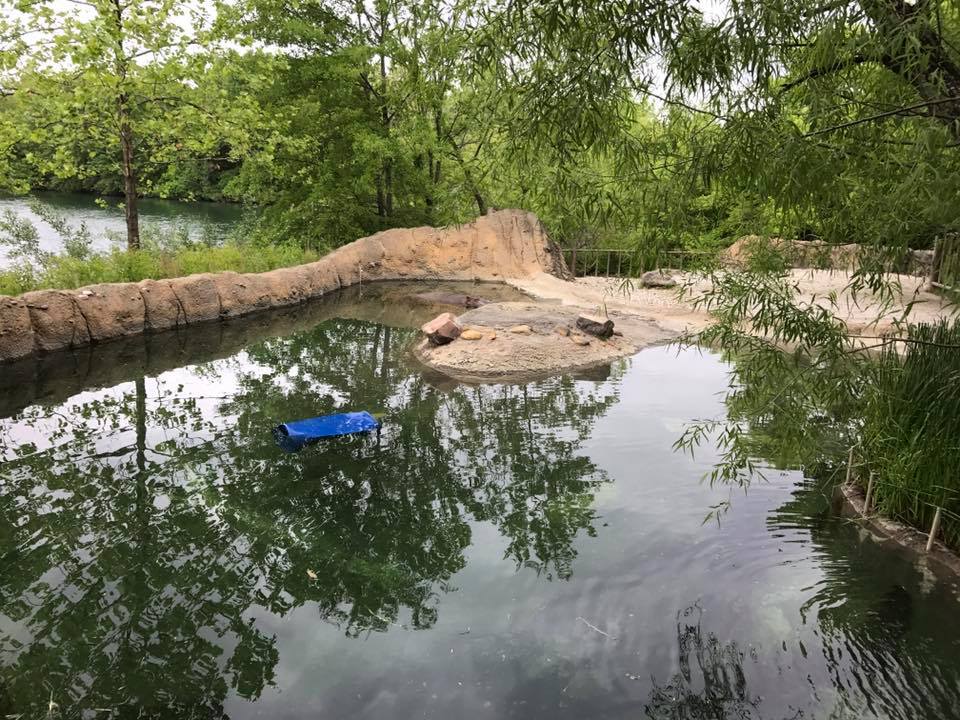 Africa- Nile Hippopotamus