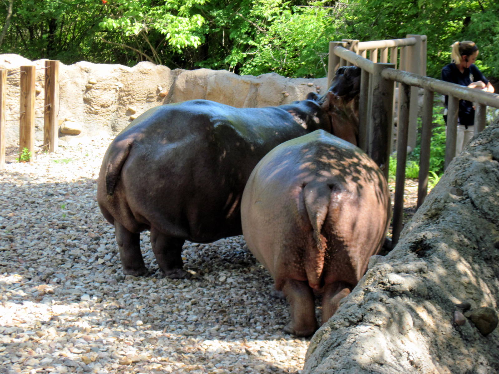 Africa-Nile Hippopotamuses