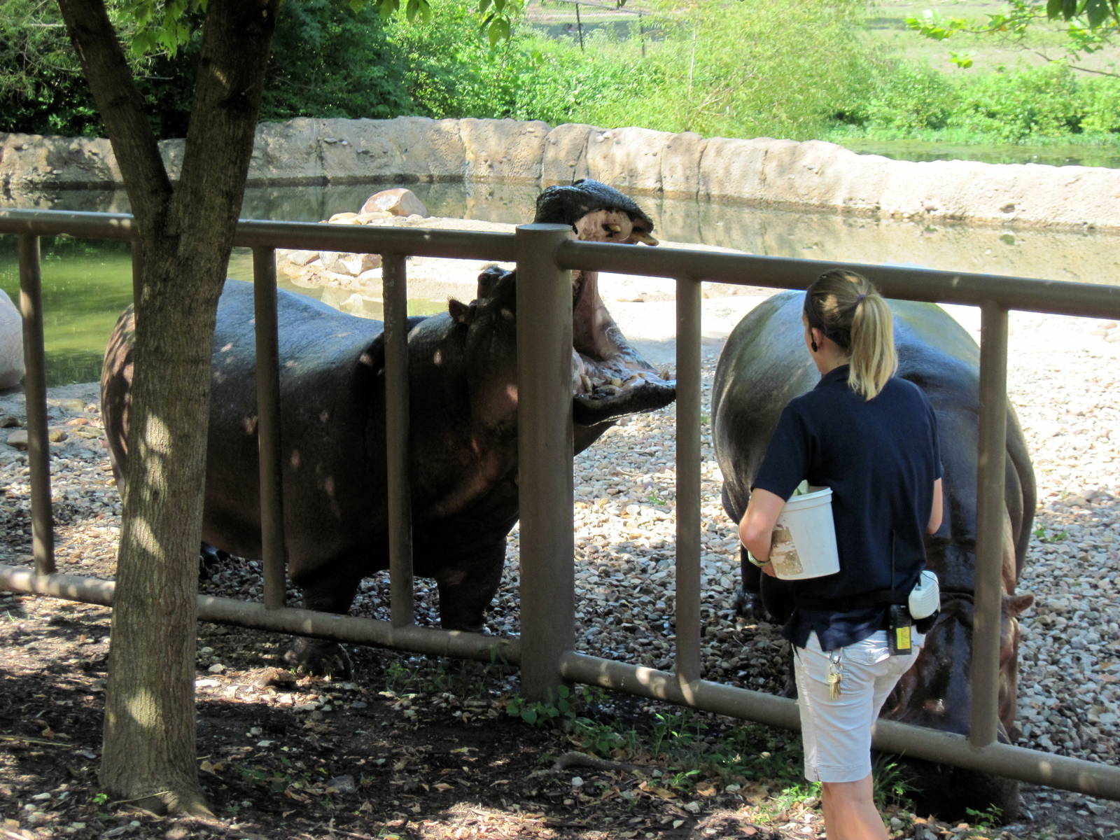 Africa-Nile Hippopotamuses