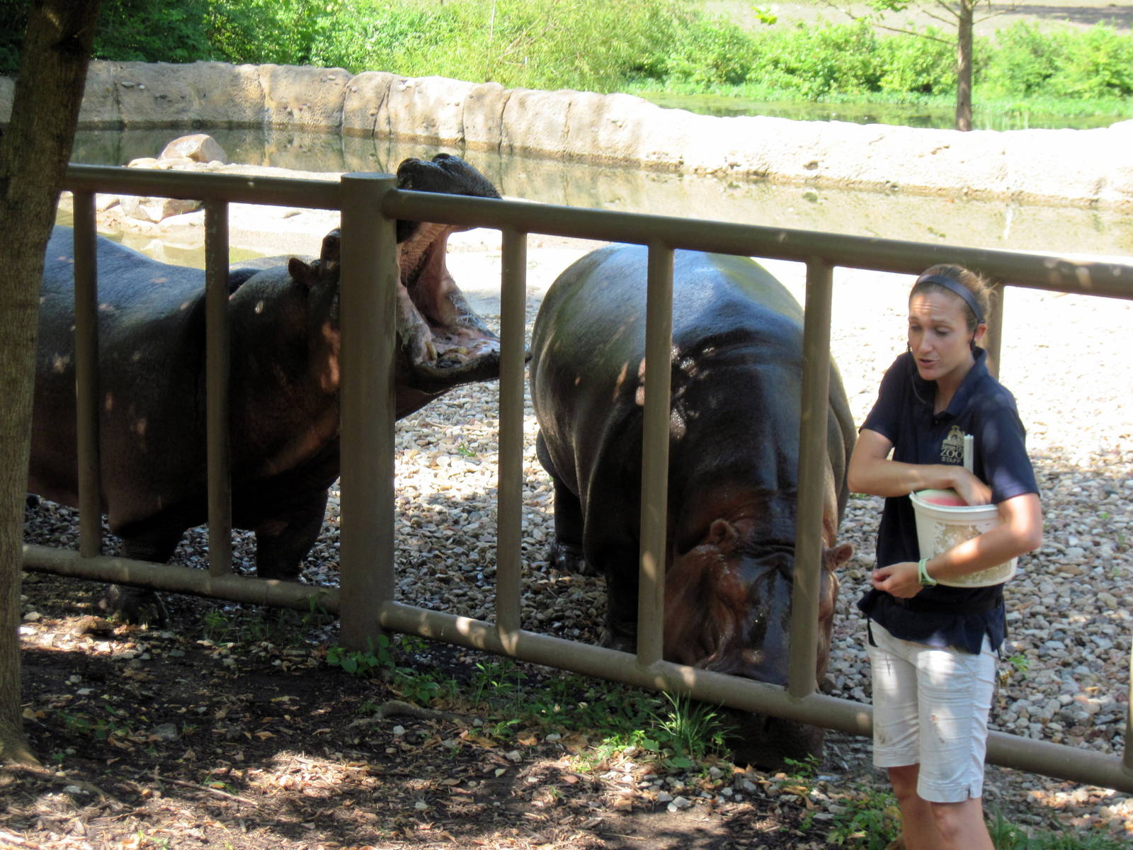Africa-Nile Hippopotamuses