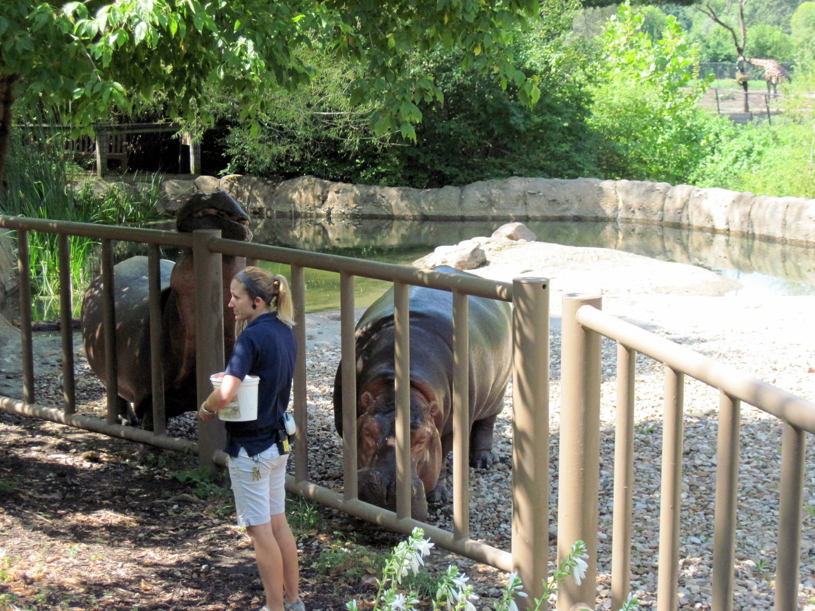 Africa-Nile Hippopotamuses