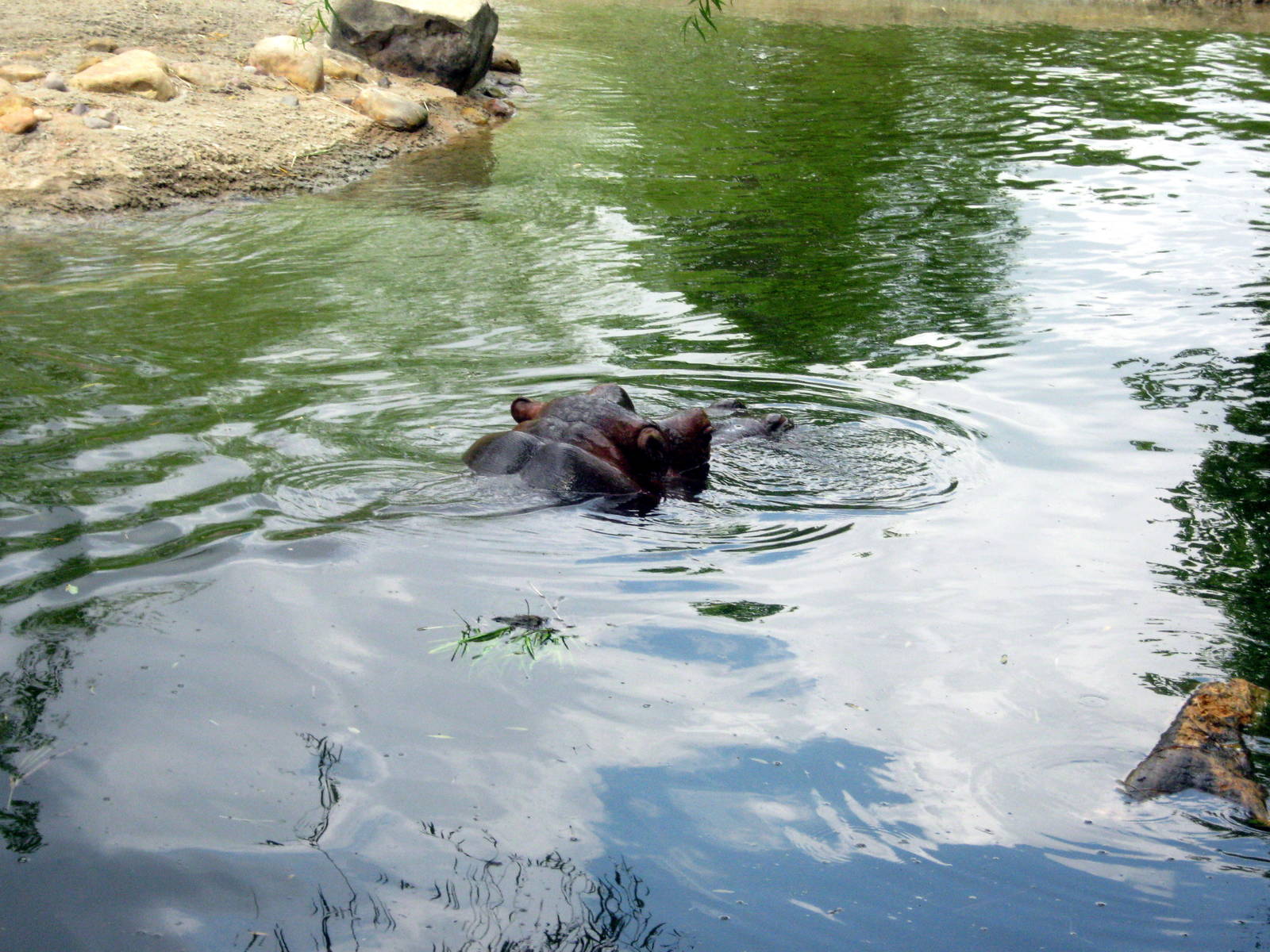 Africa-Nile Hippopotamuses