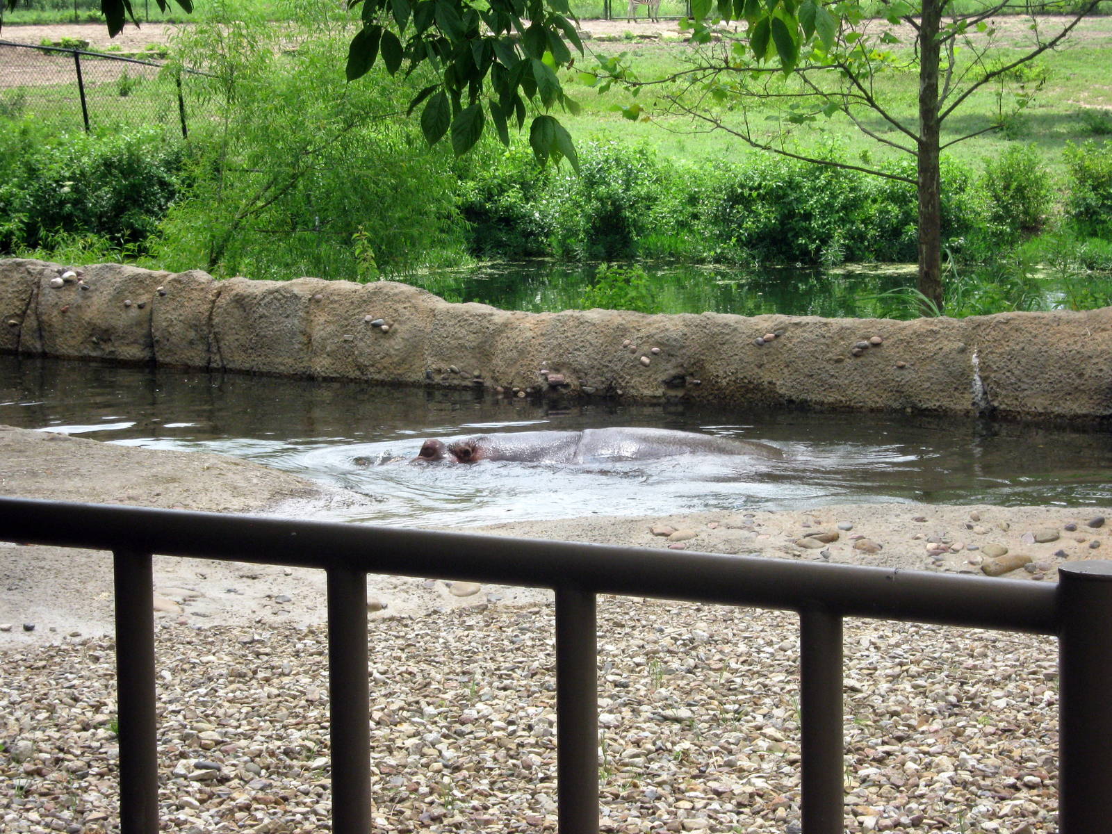 Africa-Nile Hippopotamuses