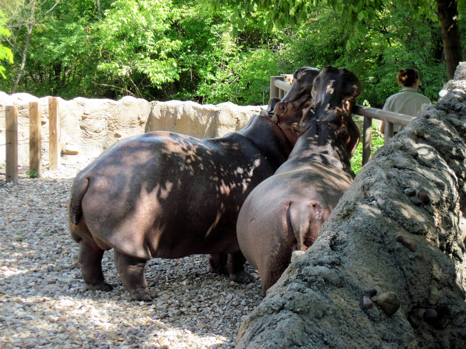 Africa-Nile Hippopotamuses