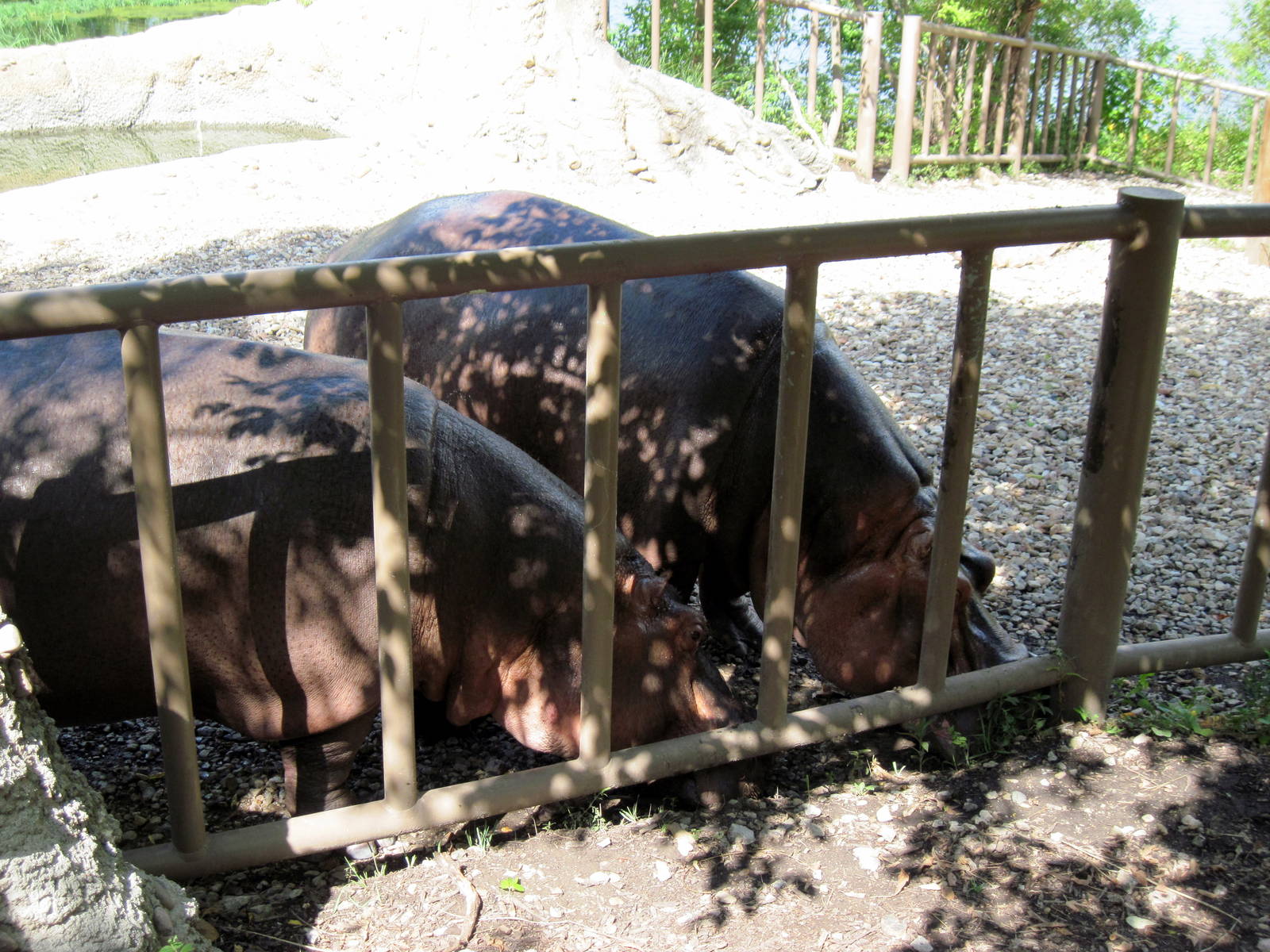 Africa-Nile Hippopotamuses