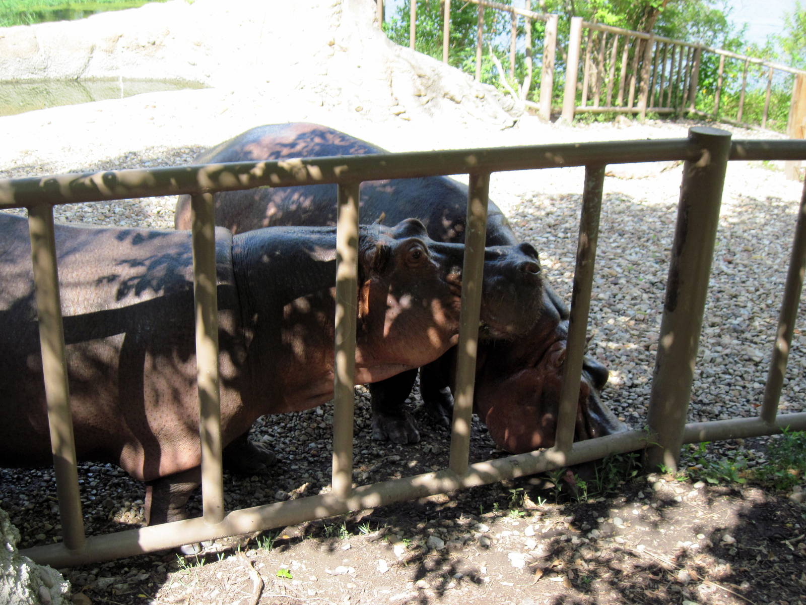 Africa-Nile Hippopotamuses
