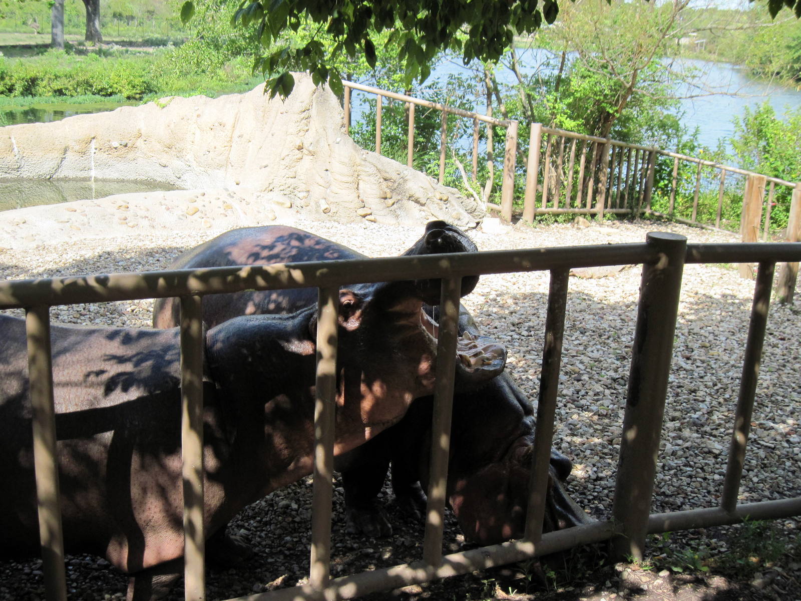 Africa-Nile Hippopotamuses