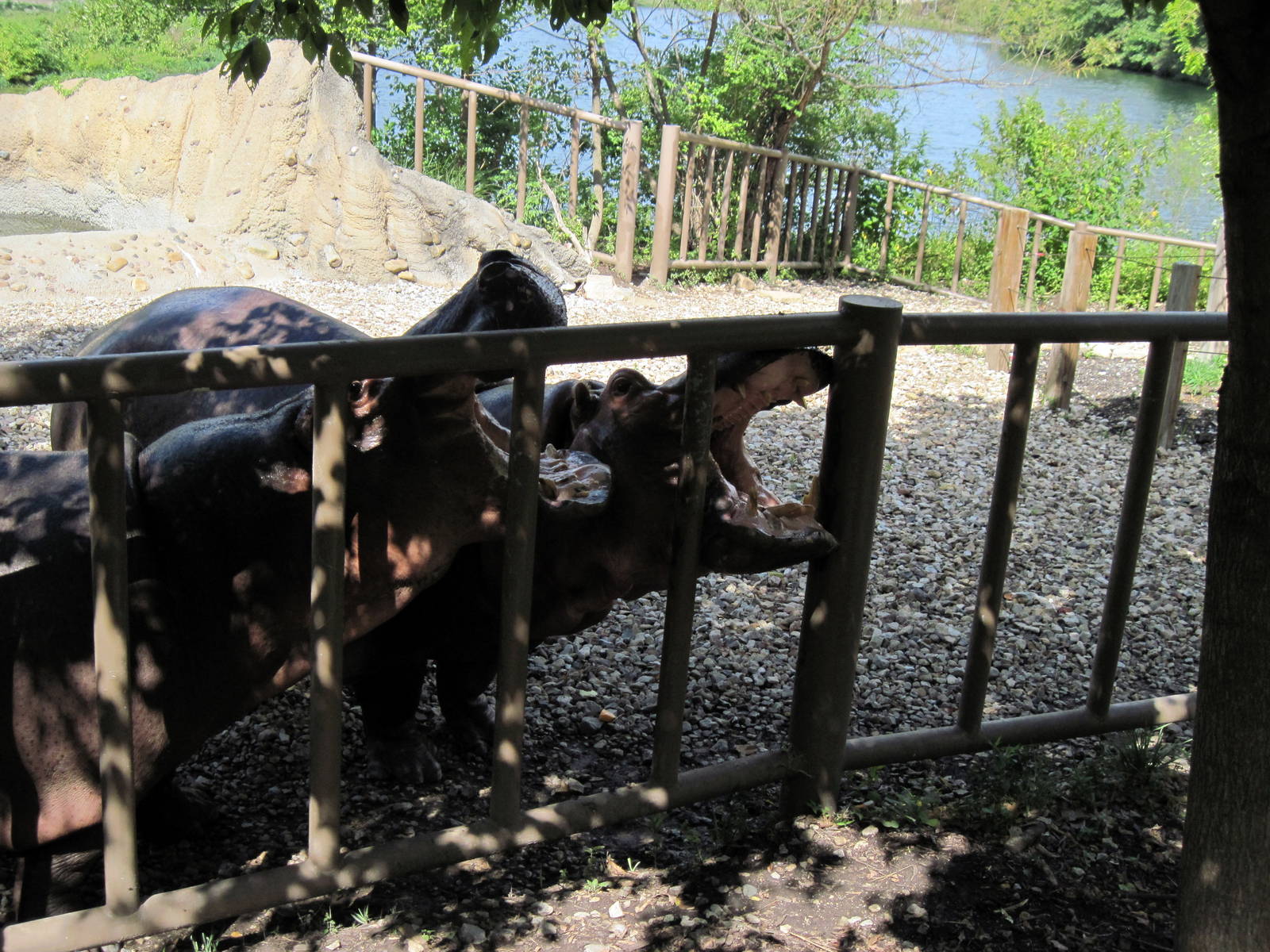 Africa-Nile Hippopotamuses