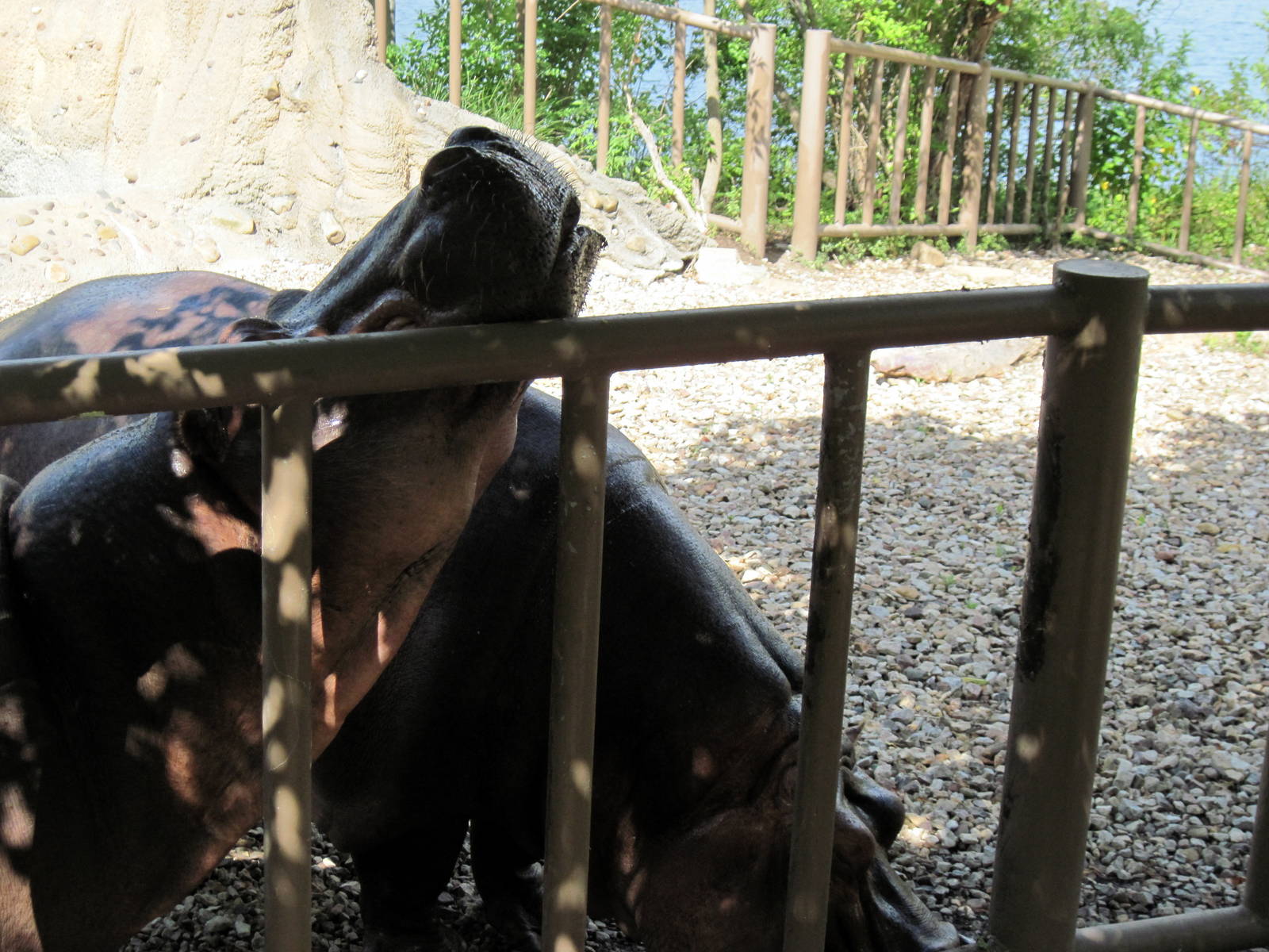 Africa-Nile Hippopotamuses