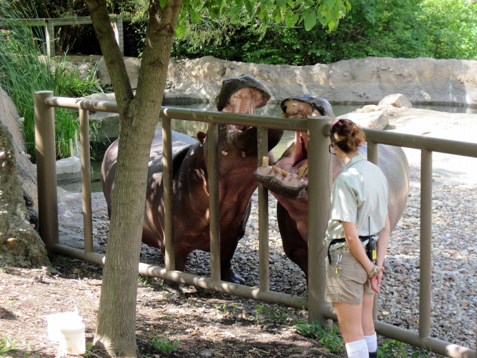 Africa-Nile Hippopotamuses