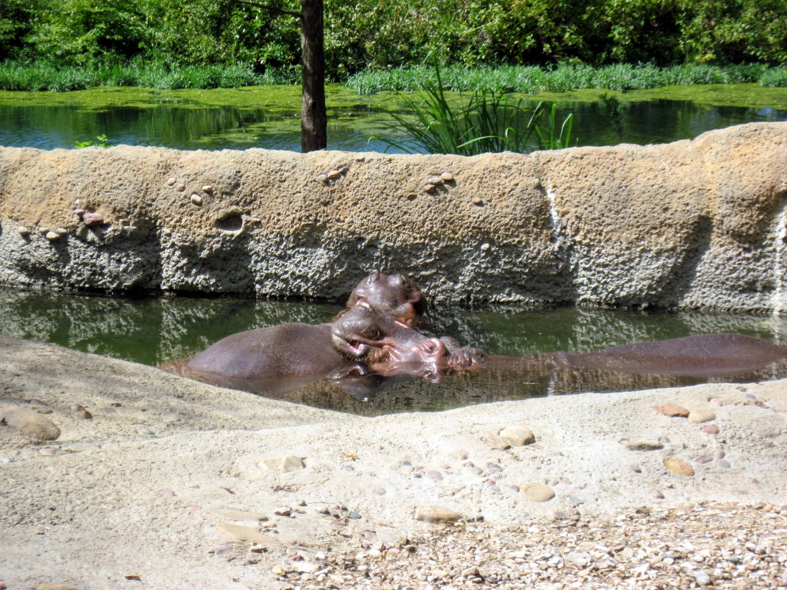 Africa-Nile Hippopotamuses