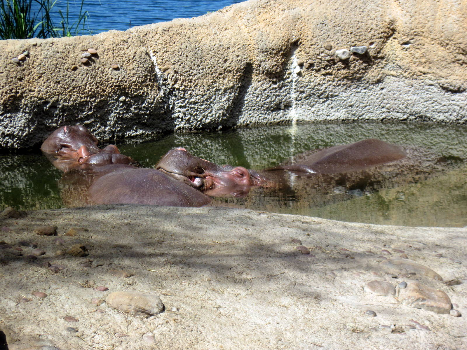 Africa-Nile Hippopotamuses