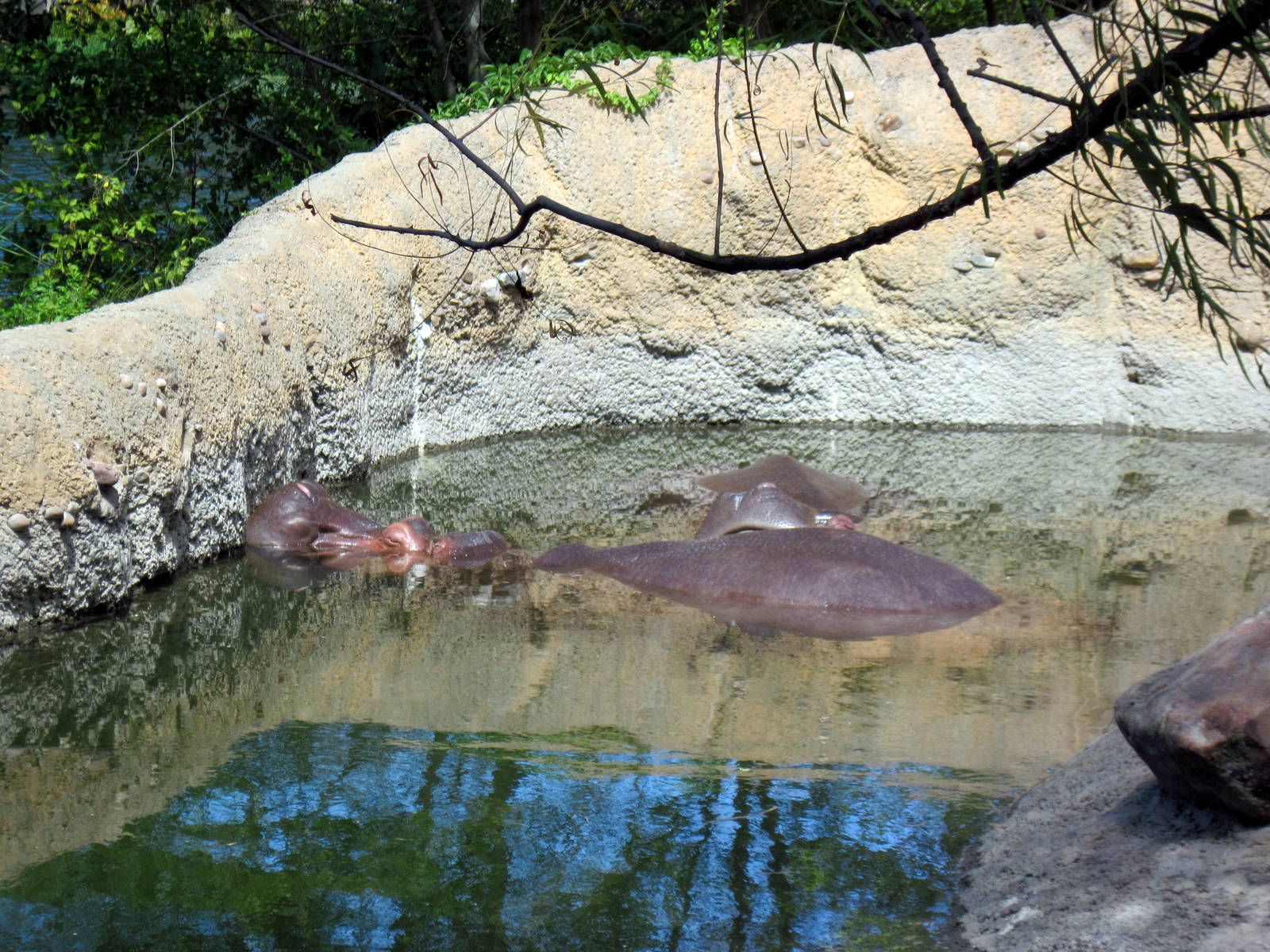Africa-Nile Hippopotamuses