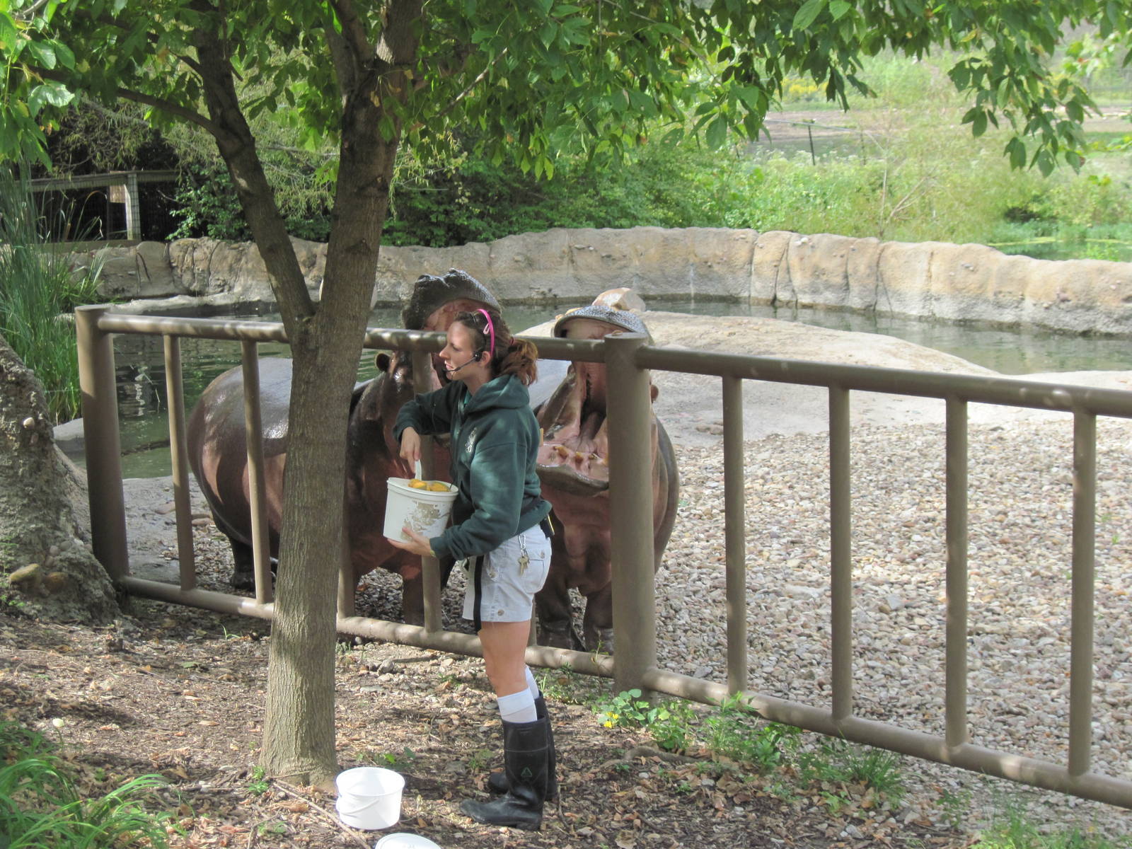 Africa-Nile Hippopotamuses