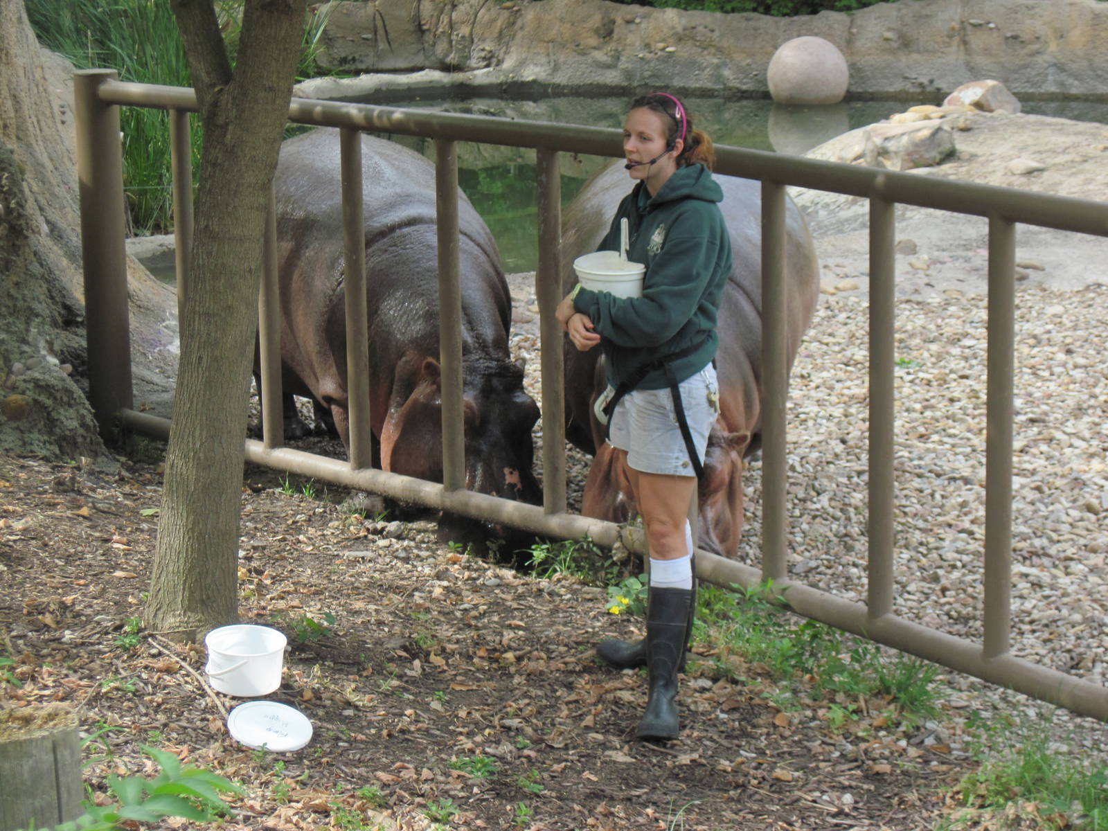 Africa-Nile Hippopotamuses