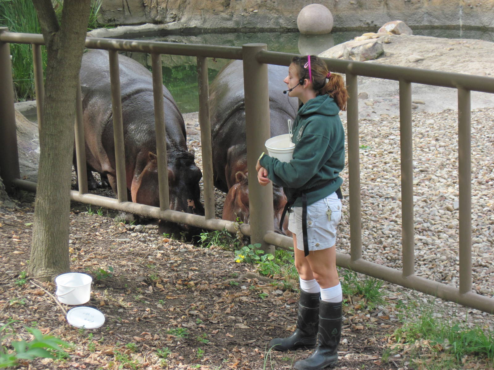 Africa-Nile Hippopotamuses