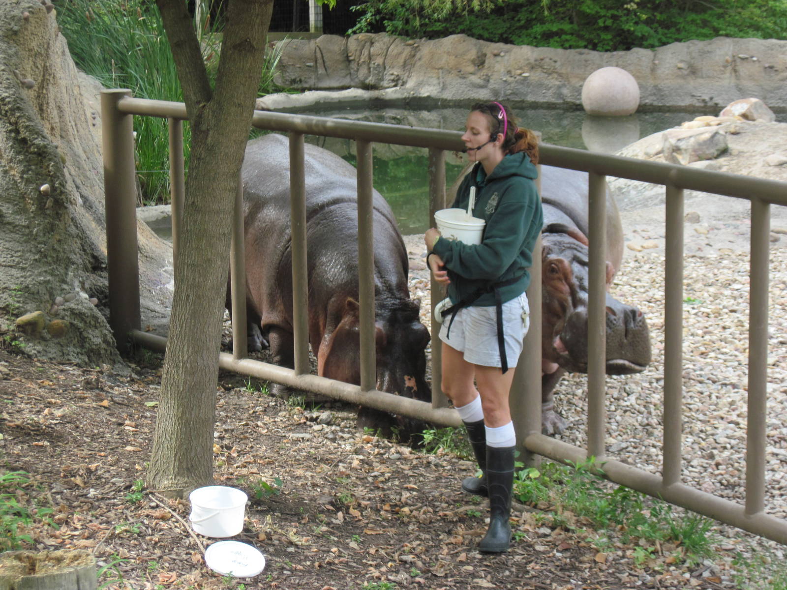 Africa-Nile Hippopotamuses