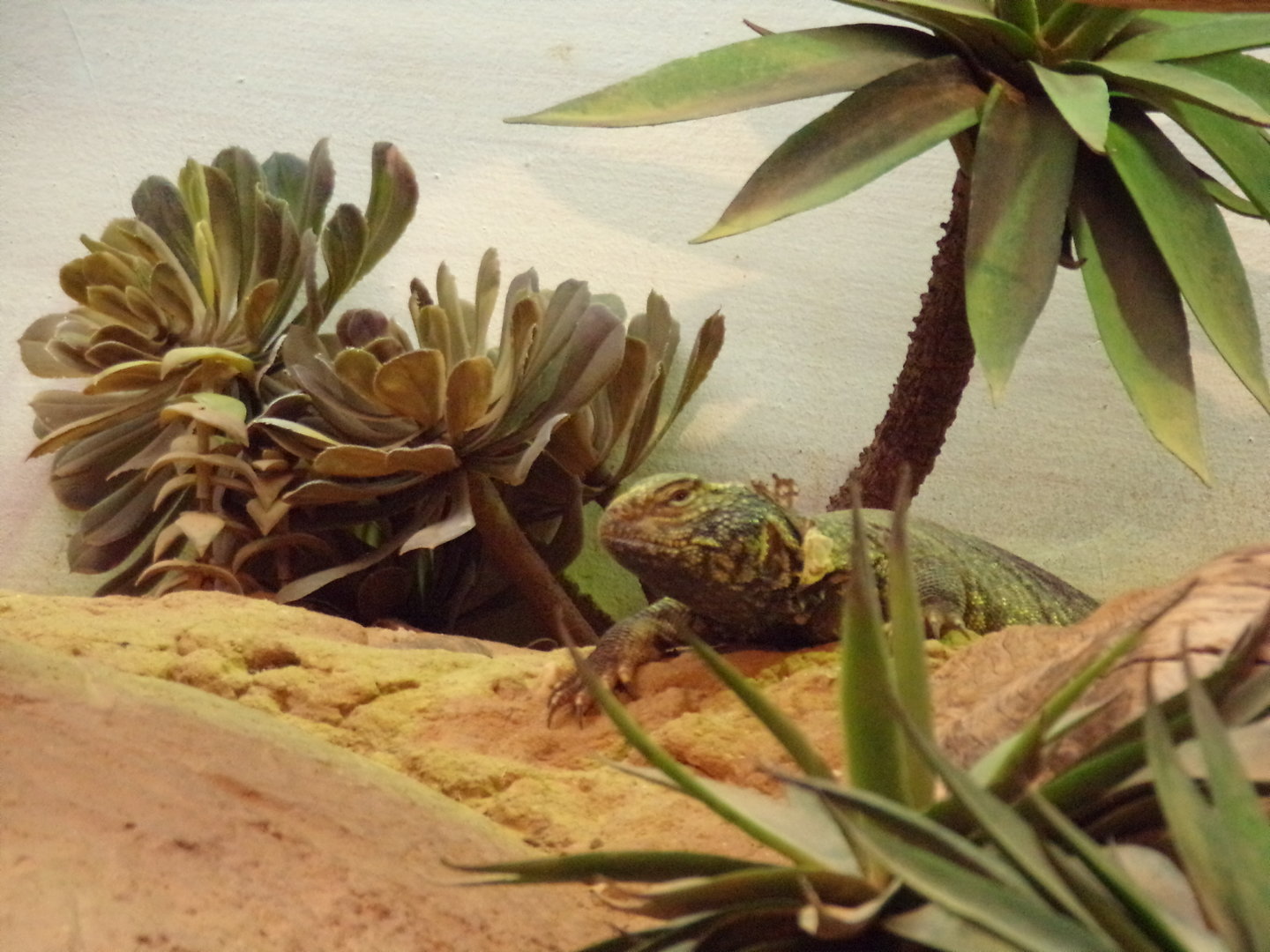 Africa- North African spiny-tailed lizard 13.7.23