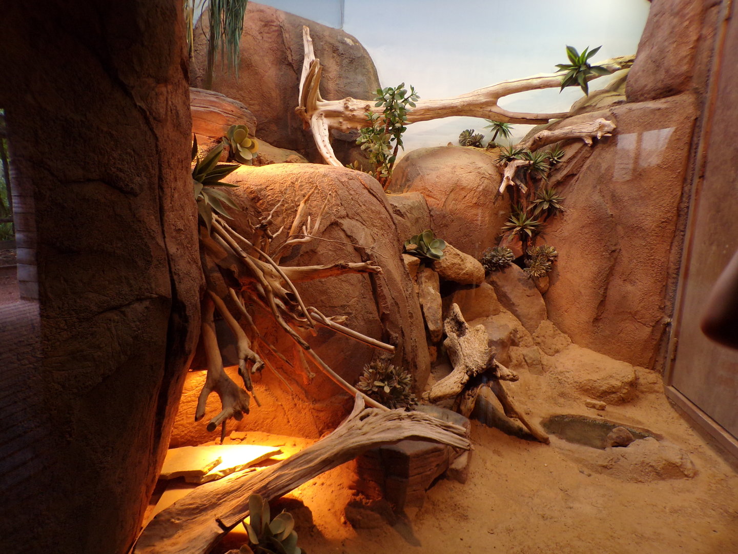 Africa- North African spiny-tailed lizard enclosure 13.7.23