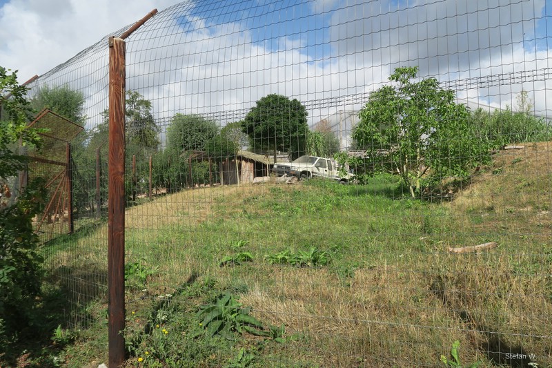 Africa - Northeast African Cheetahs