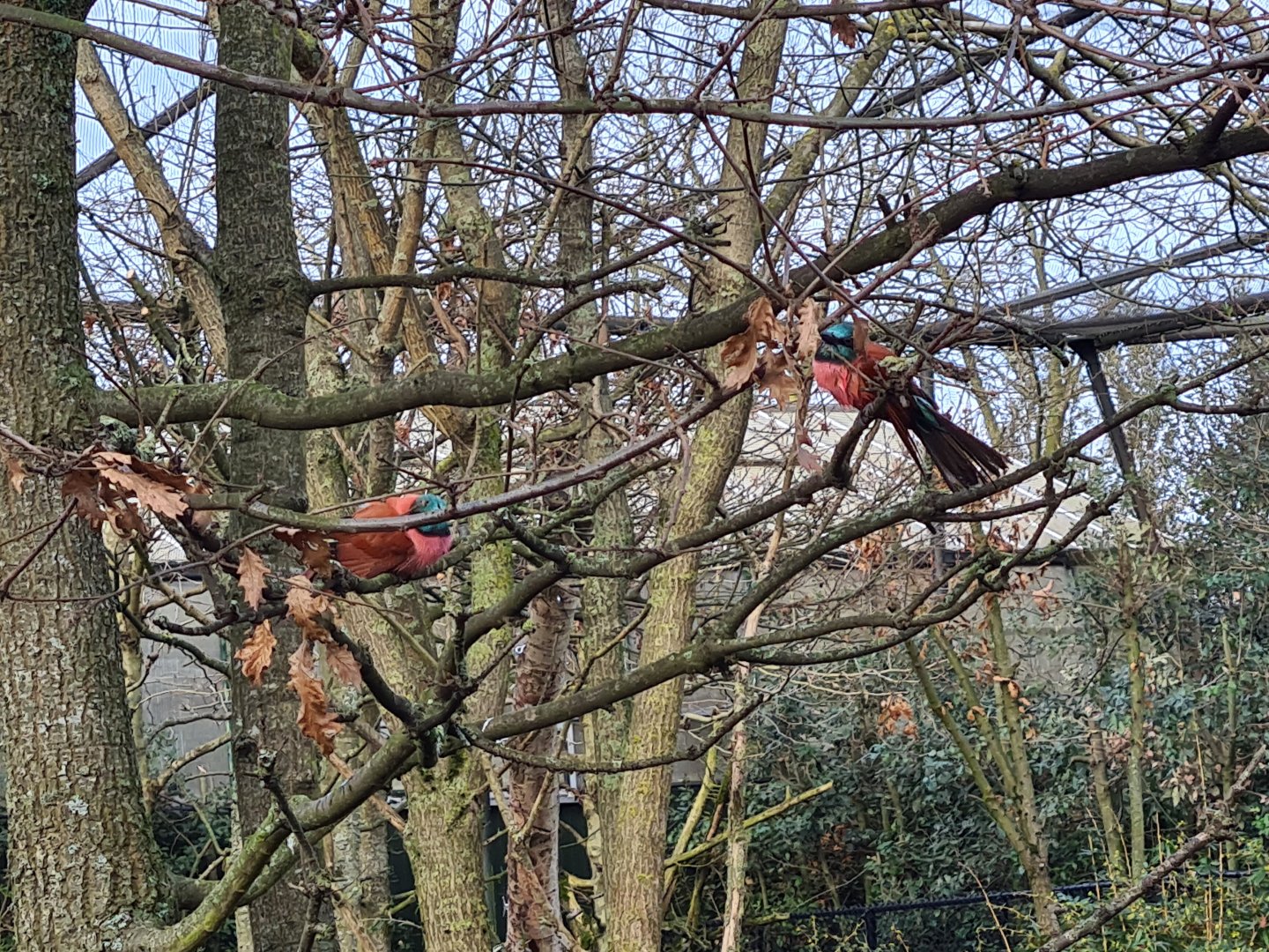 Africa - Northern carmine bee-eaters