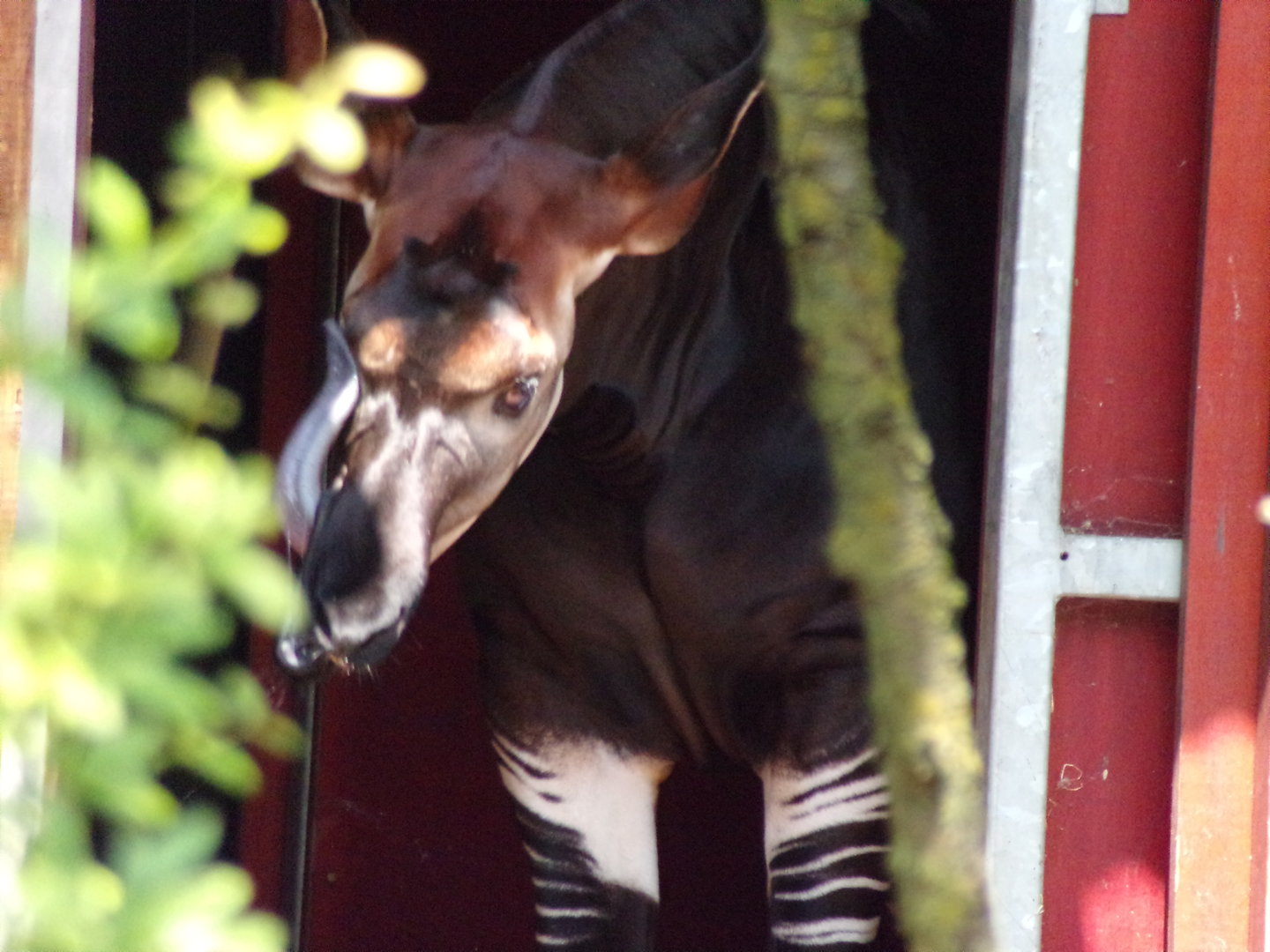 Africa- Okapi 13.7.23