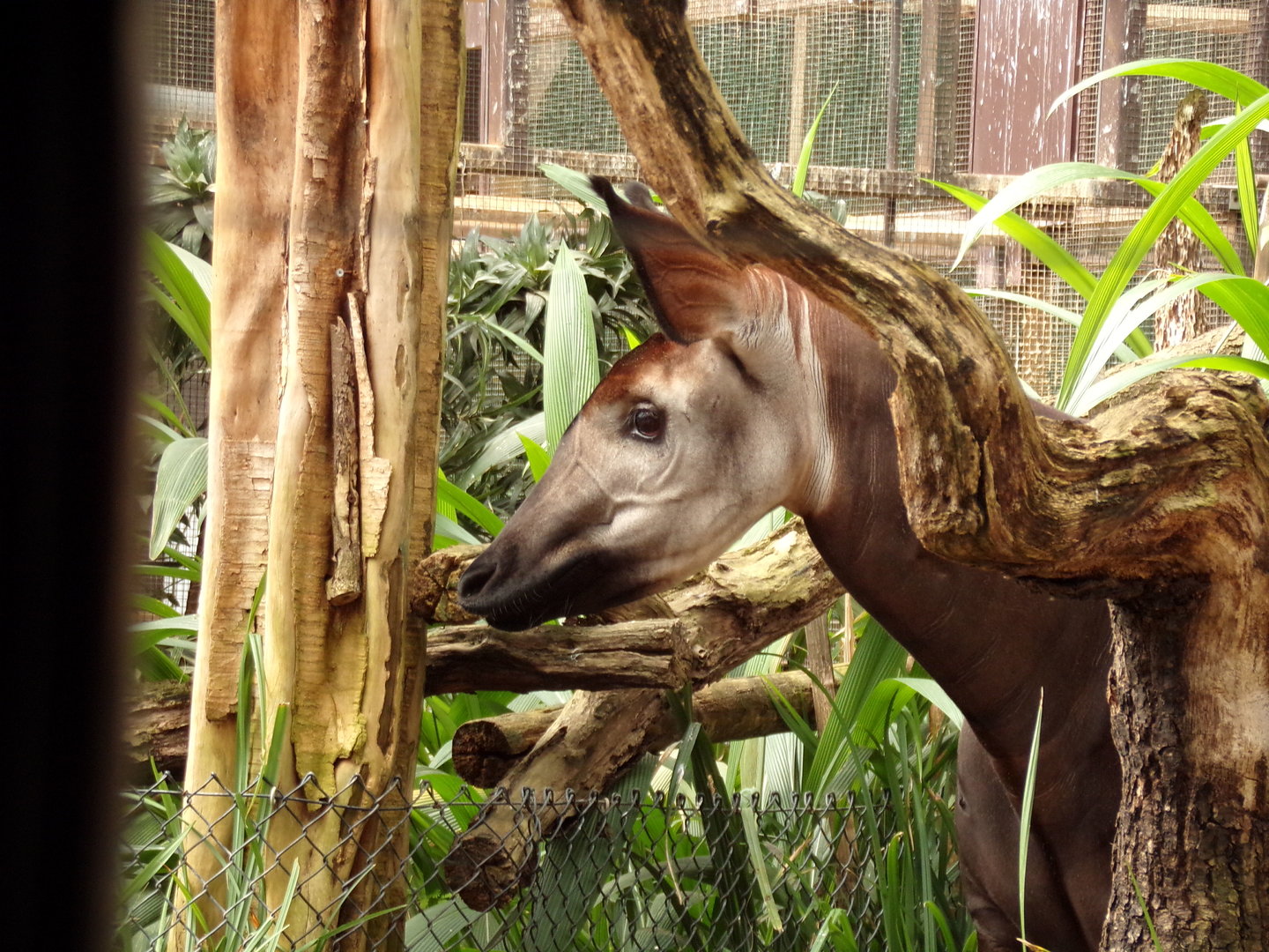 Africa- Okapi 13.7.23