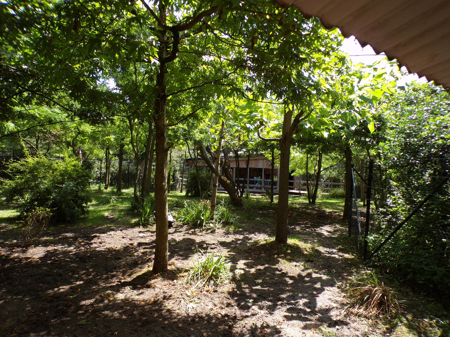 Africa- Okapi enclosure 13.7.23