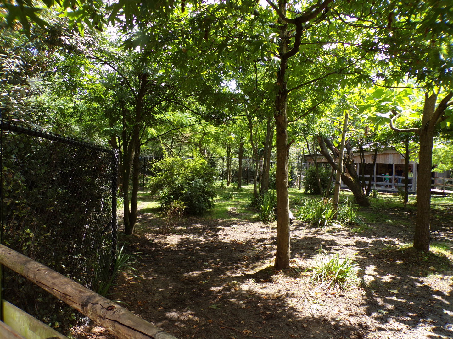 Africa- Okapi enclosure 13.7.23